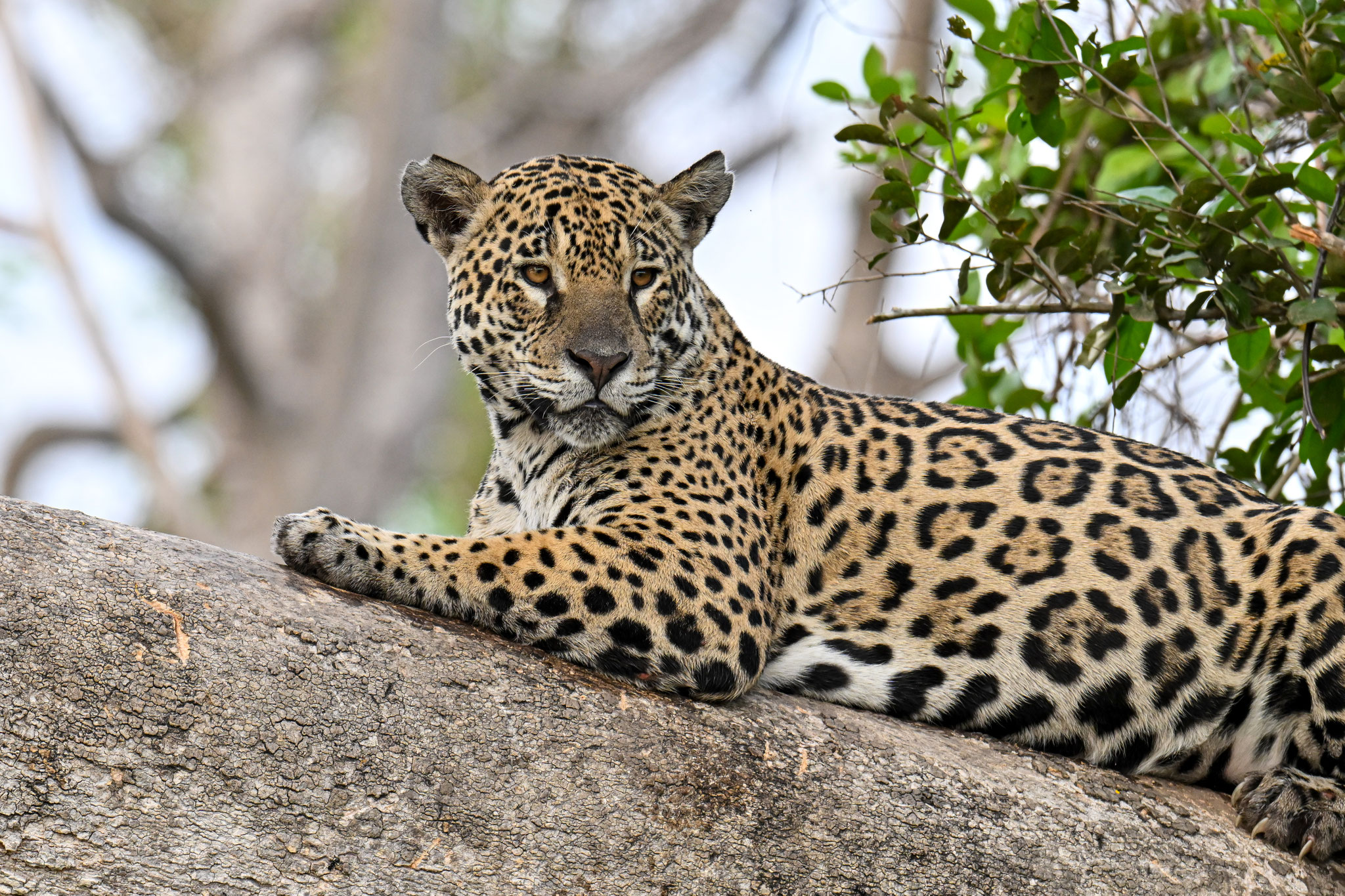 Jaguar