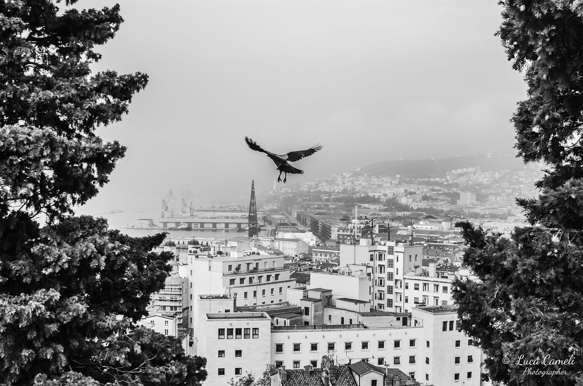"Volando Su Trieste",  (Scorcio di Trieste vista dall'alto del Parco della Rimembranza con una gazza ladra che spicca il volo verso il centro della città)