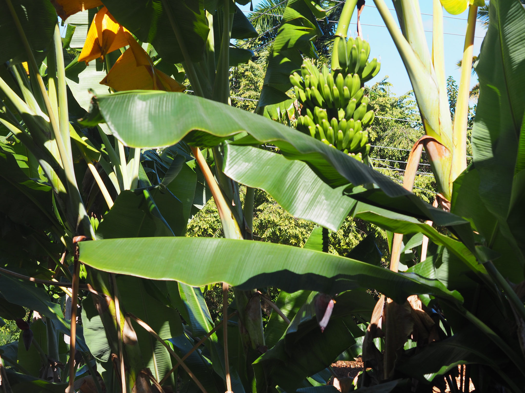 Bananen auf Kuba, hier bei Trinidad auf Kuba