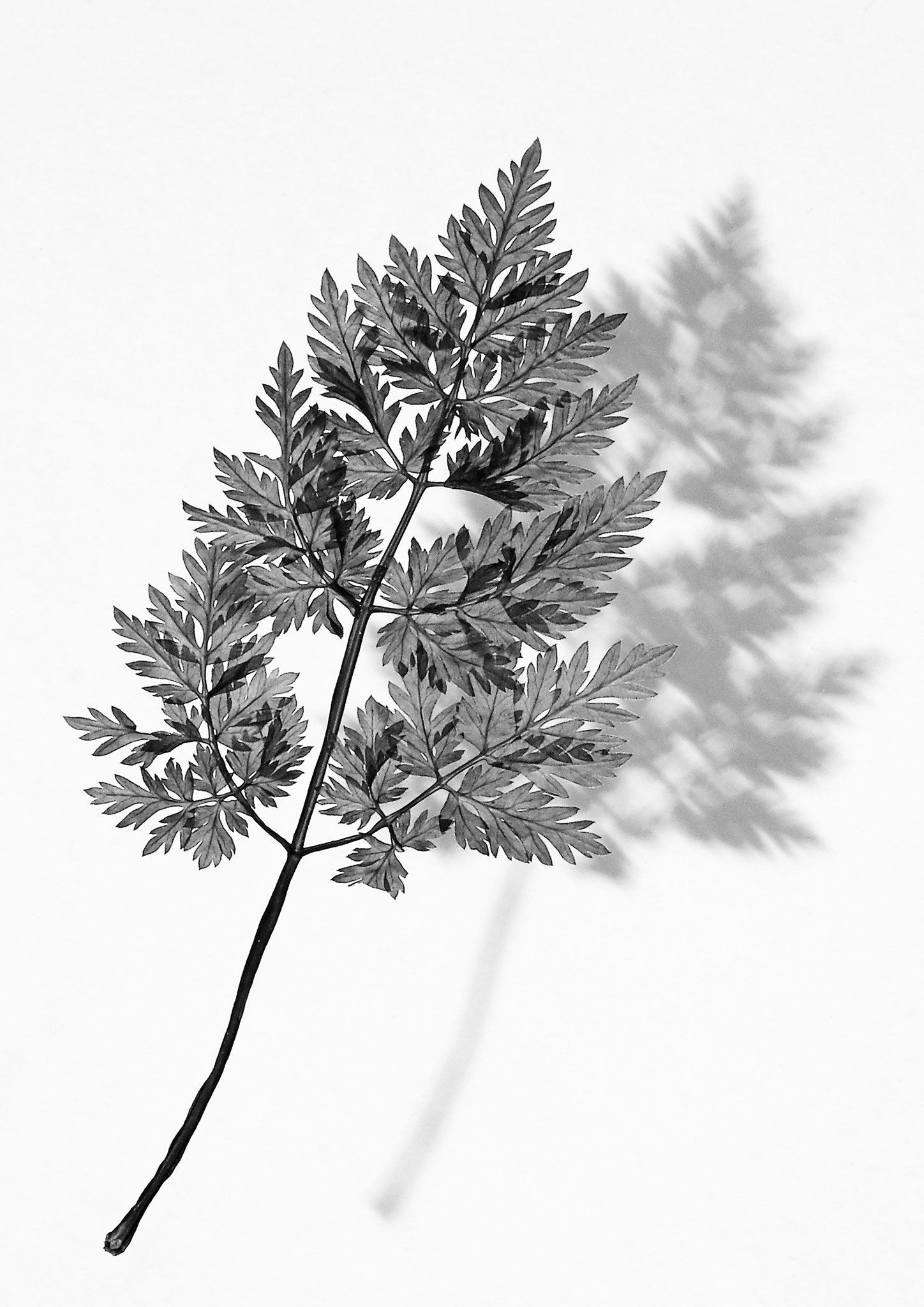 Schattenblätter 8, Fotografie auf Capture X Fine Art Paper 2021, Limit. Aufl. 5 Ex.