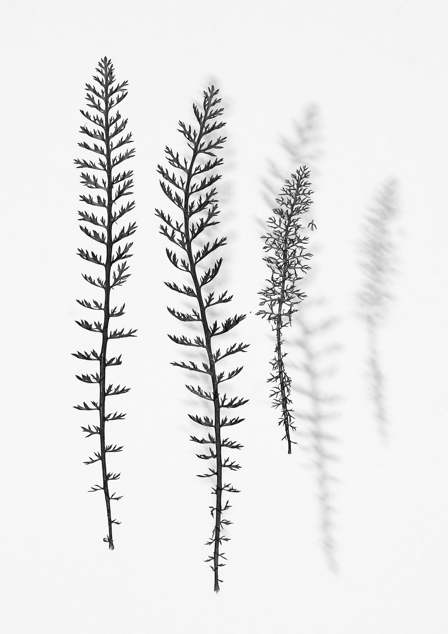 Schattenblätter 6, Fotografie auf Capture X Fine Art Paper 2021, Limit. Aufl. 5 Ex.