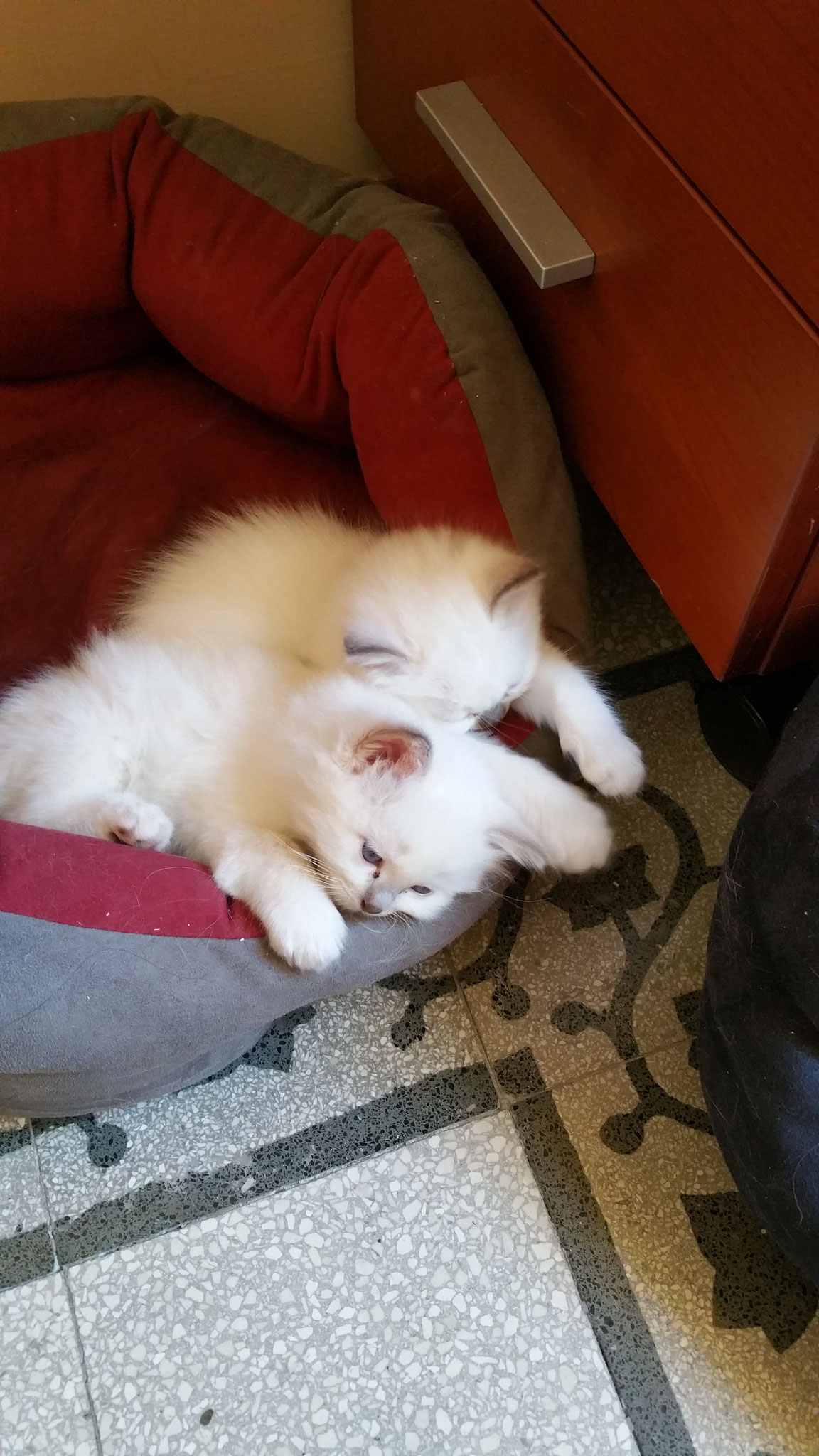 Io sono Athos, mio fratello è un dormiglione