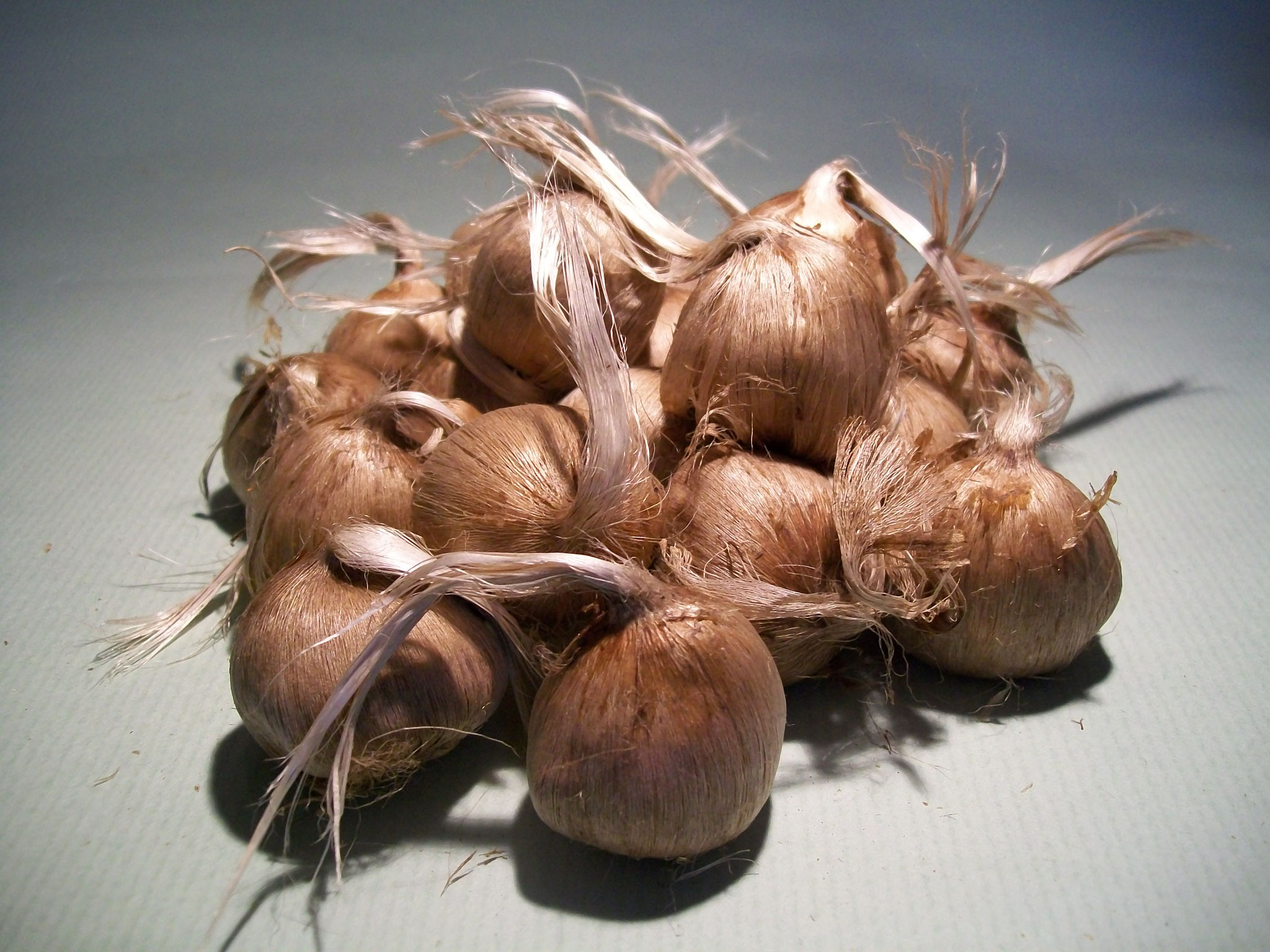 bulbi zafferano crocus sativus