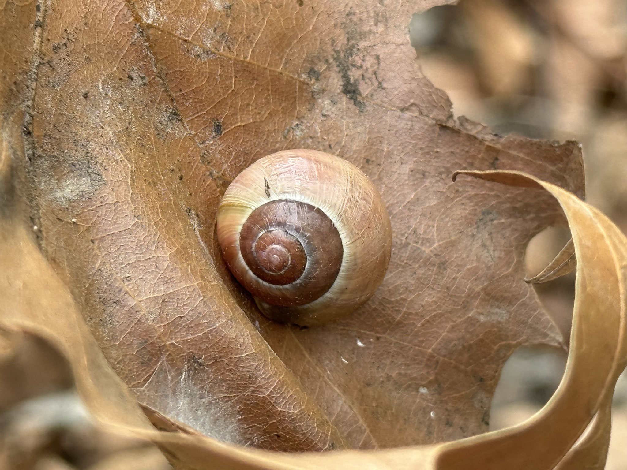 Bänderschnecke - Foto Aggi Galle