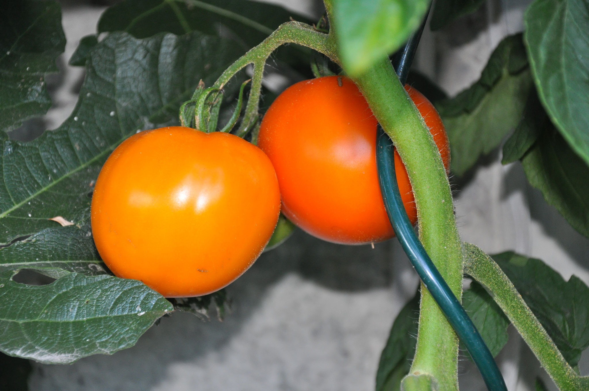 TOM 021 PSR Orange à gros fruits / Fleischige Tomate mit fester Haut 220gr.
