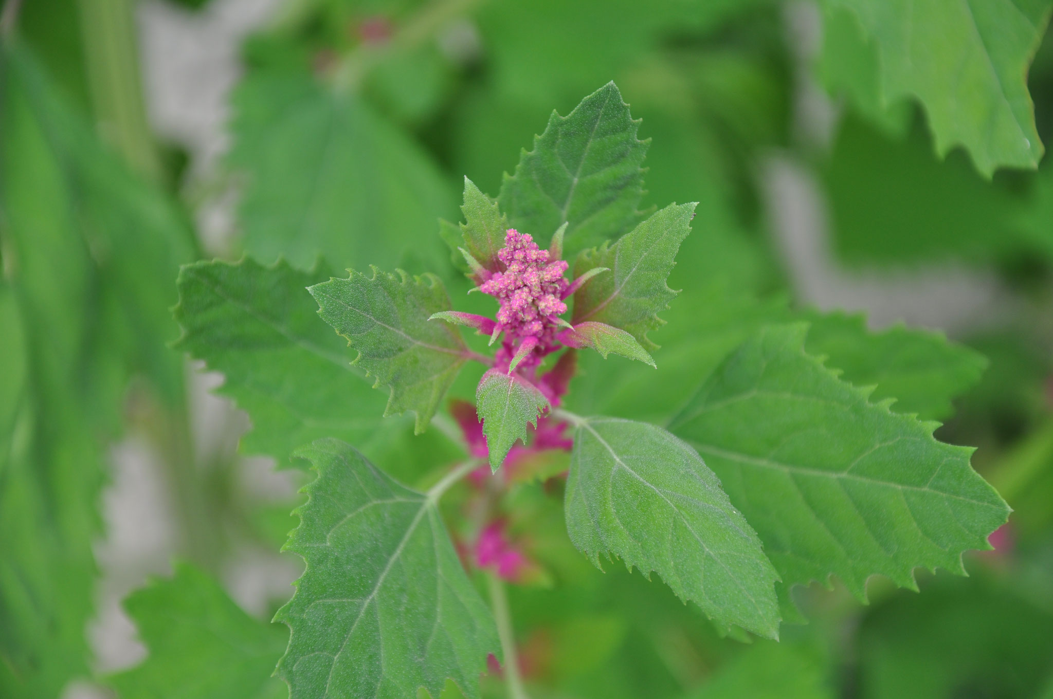 "Rote Blauetikett"  Gartenmelde