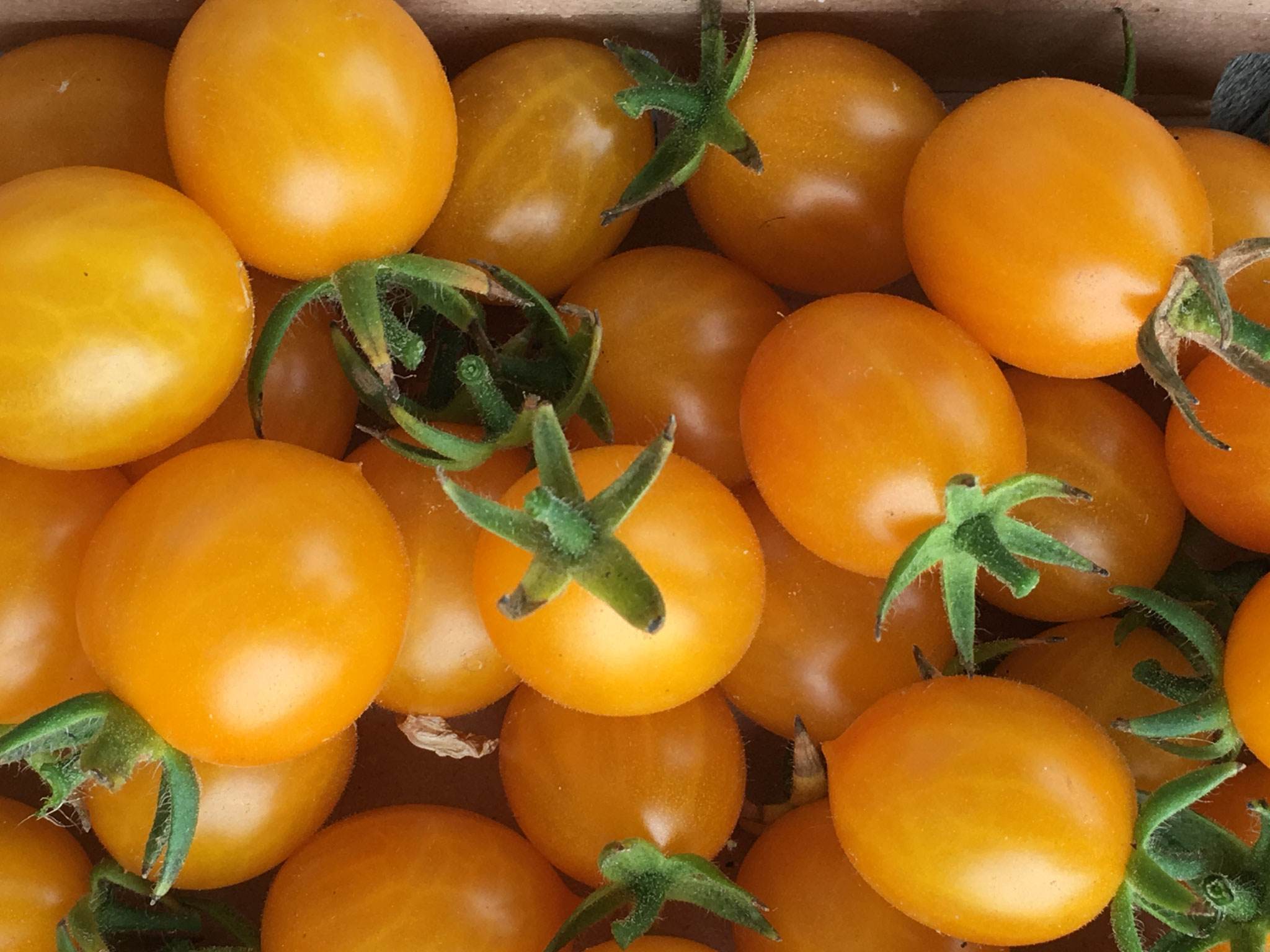 TOM 107 Blondköpfchen / massenhaft kleine, süß schmeckende Kirschtomaten