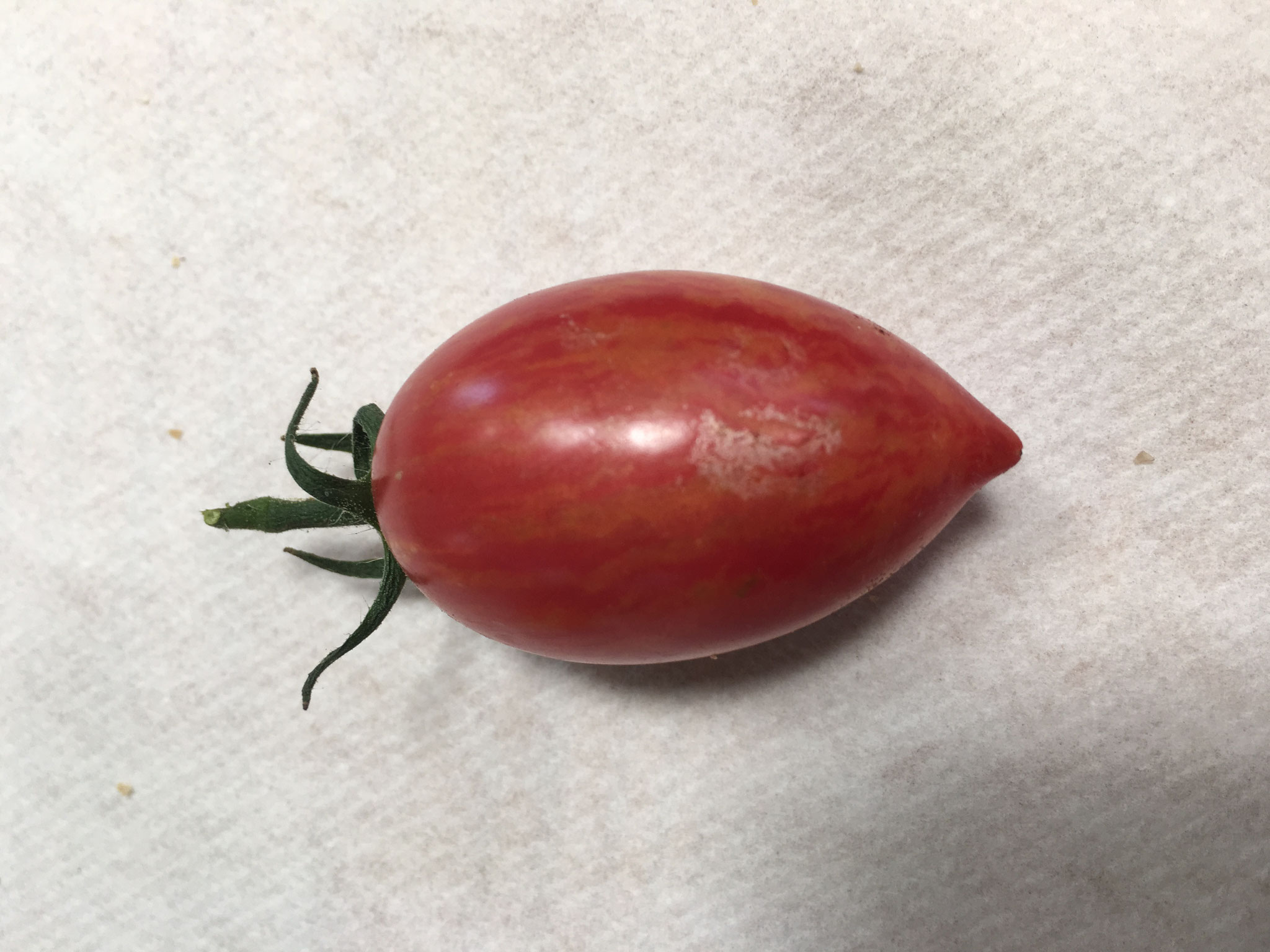 TOM 096 Bumble Bee Purple / ca. 5 cm lange, ovale, rote gestreifte Tomate.
