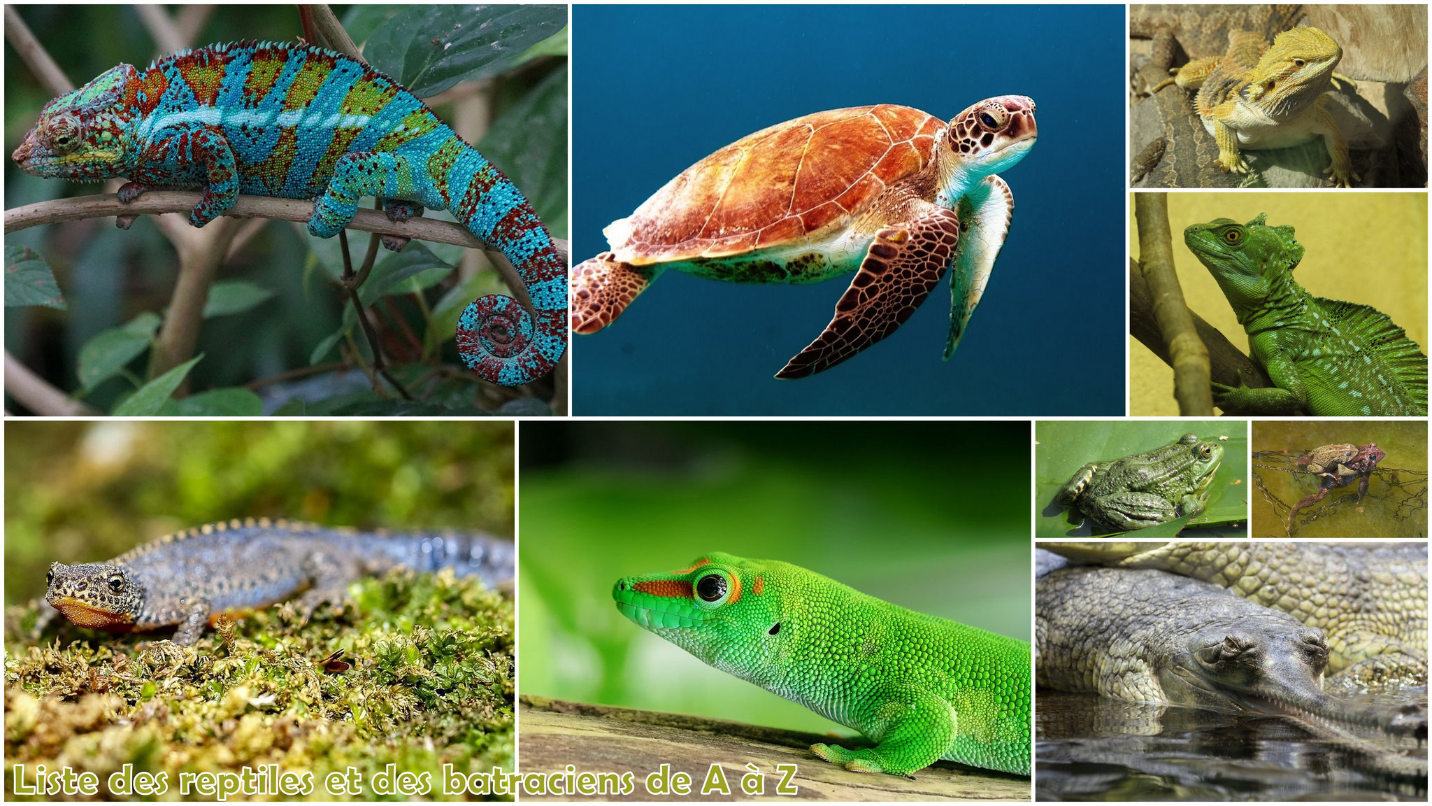 Les reptiles et amphibiens