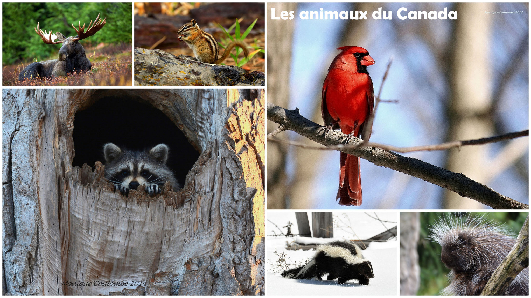 Les animaux du Canada et du Québec