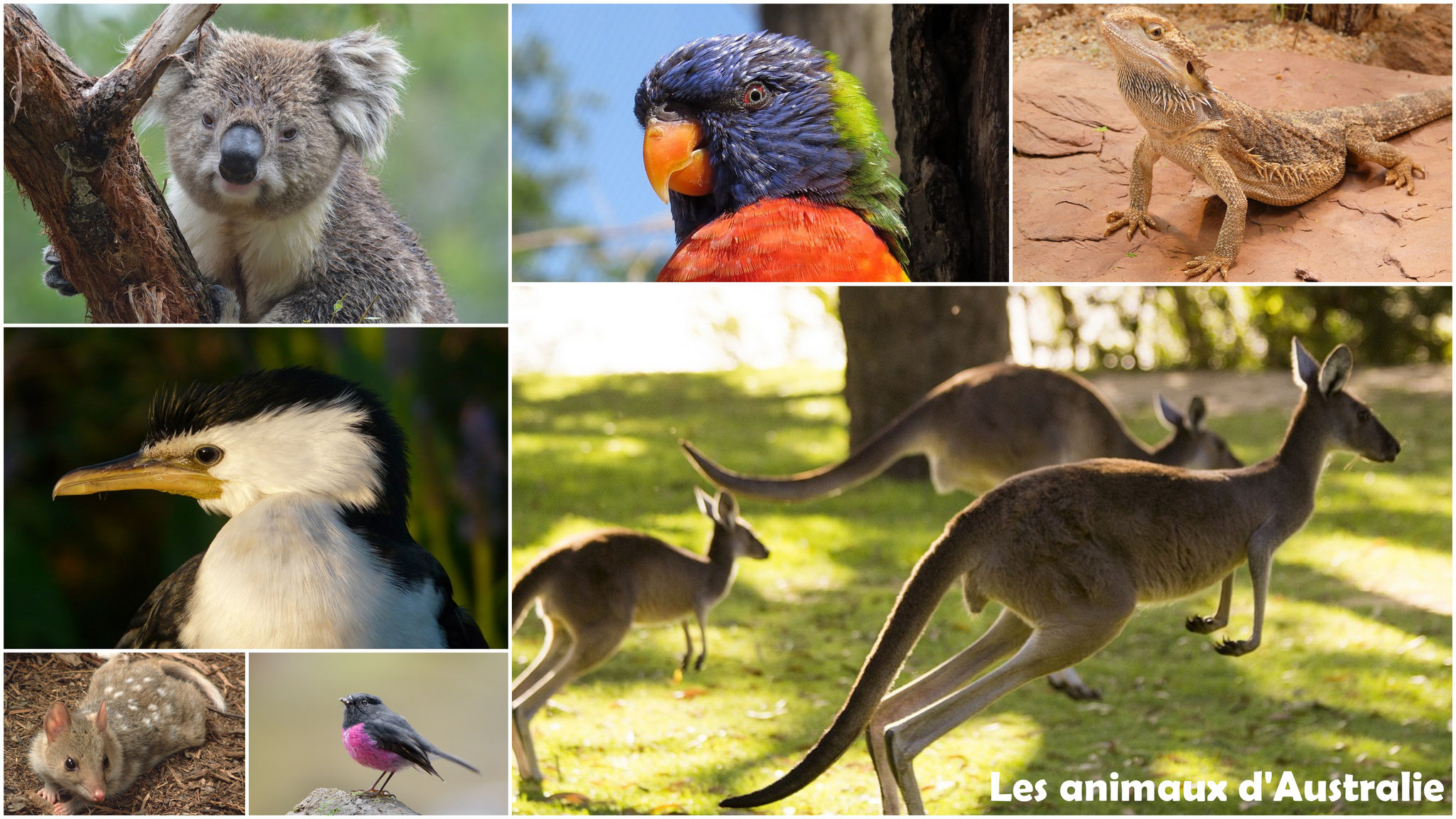 Les animaux d'Australie