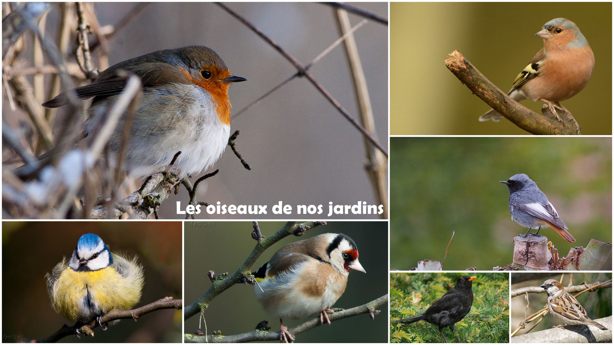 Les oiseaux de nos jardins