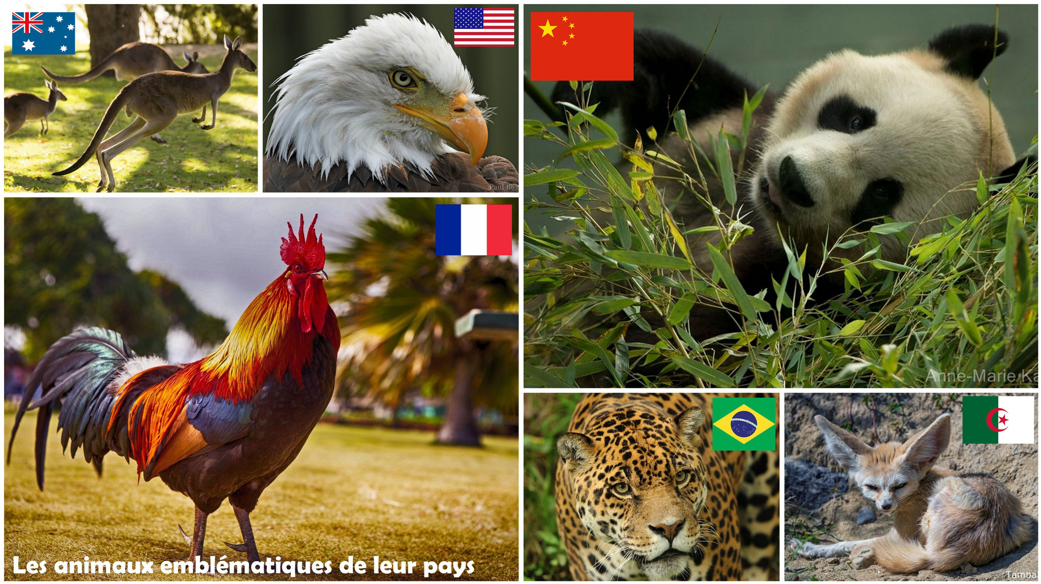 Les animaux emblématiques de leur pays