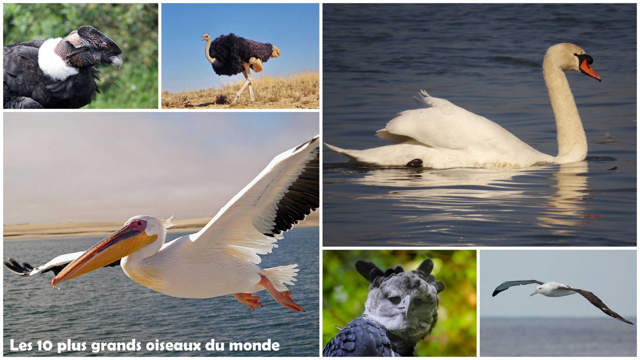 Les 10 plus grands oiseaux du monde