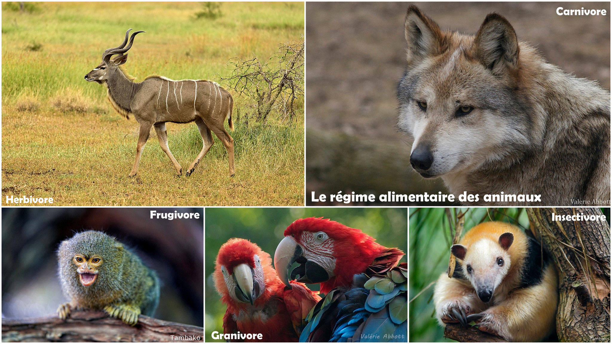 Le régime alimentaire des animaux