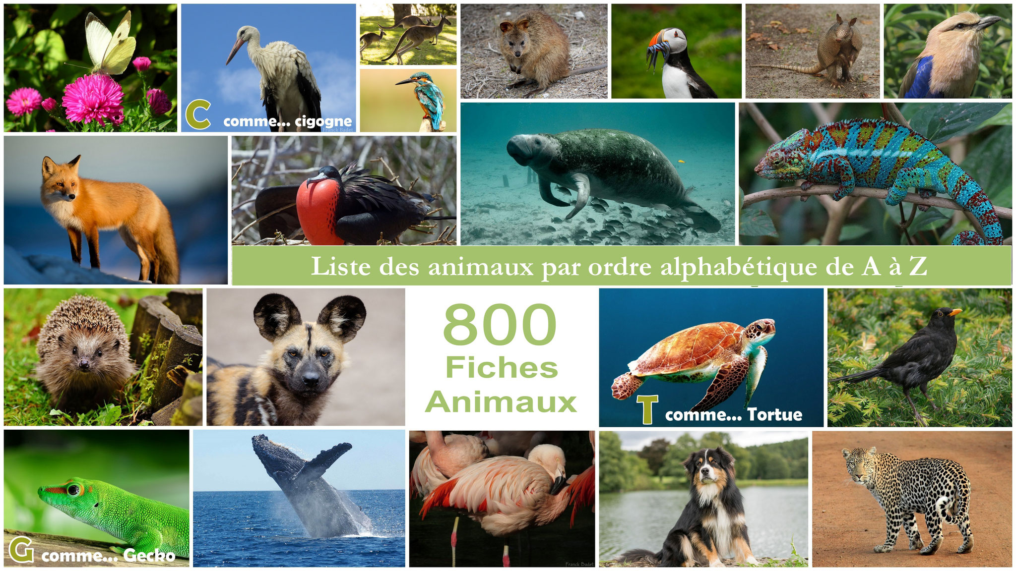 Liste des animaux par ordre alphabétique