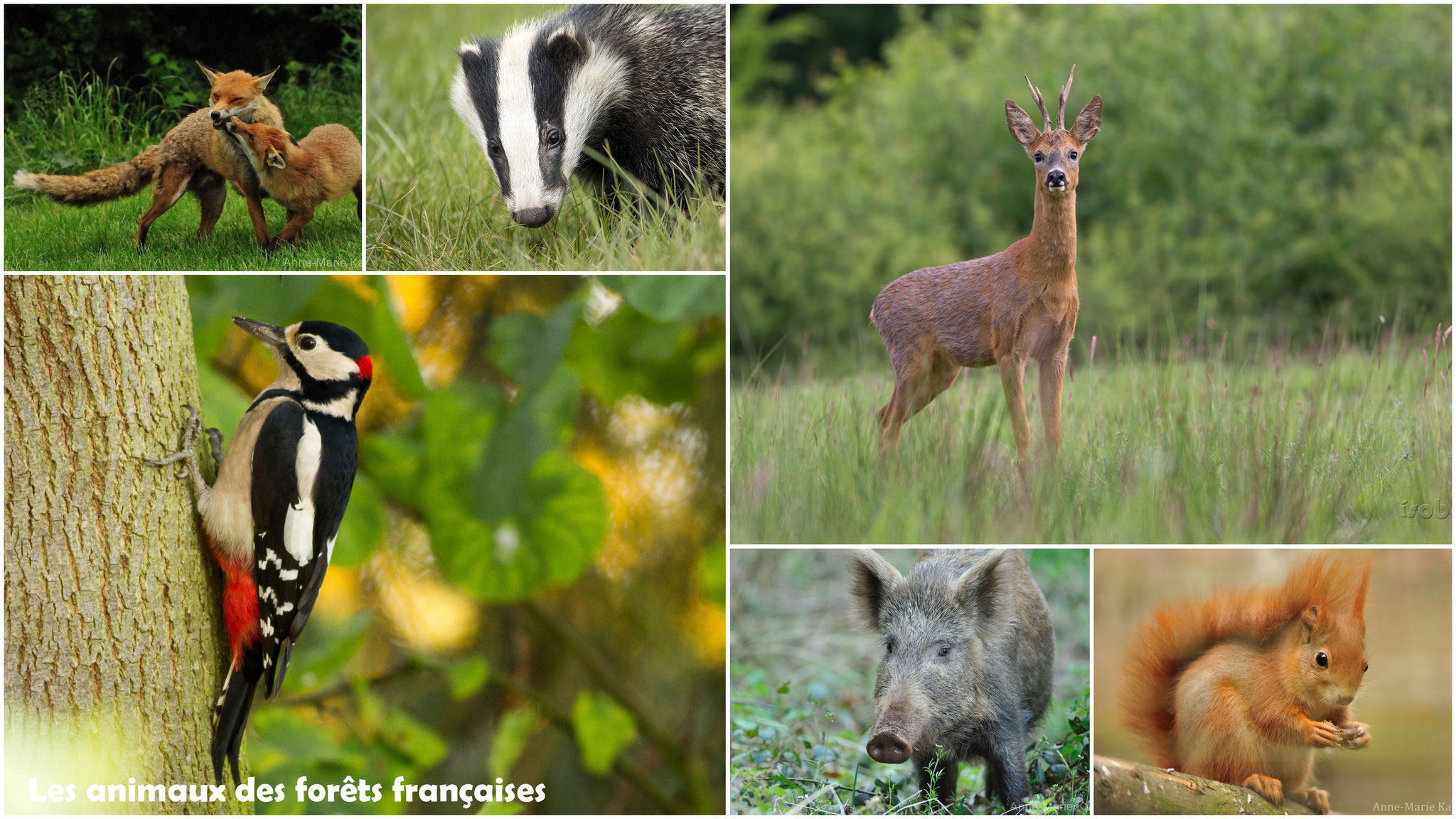 Les animaux des forêts françaises