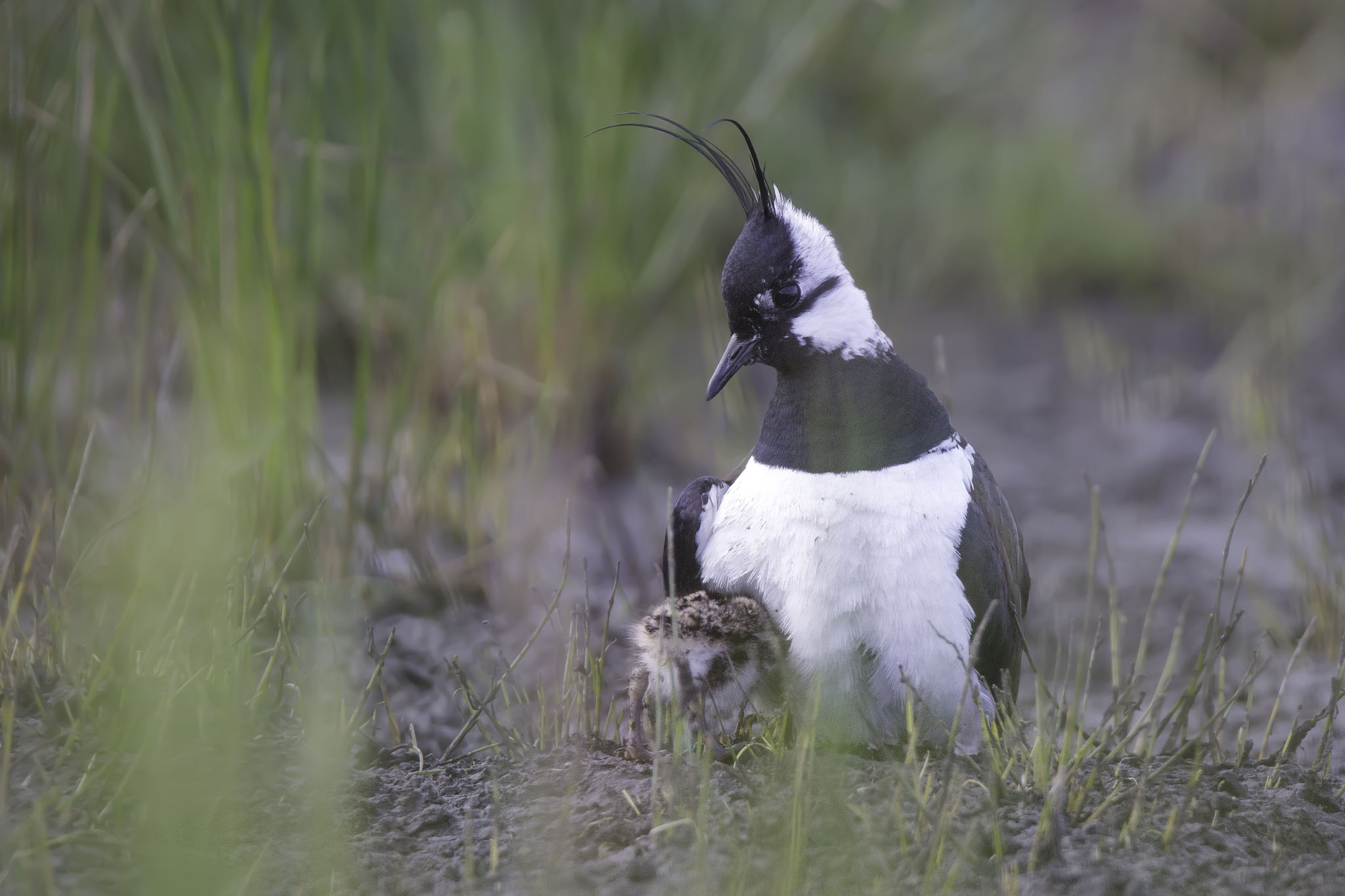 Kiebitz mit Jungvogel auf einer Wiese. Sie gelten als stark gefährdet. Foto Gunther Zieger LBV-Bildarchiv 