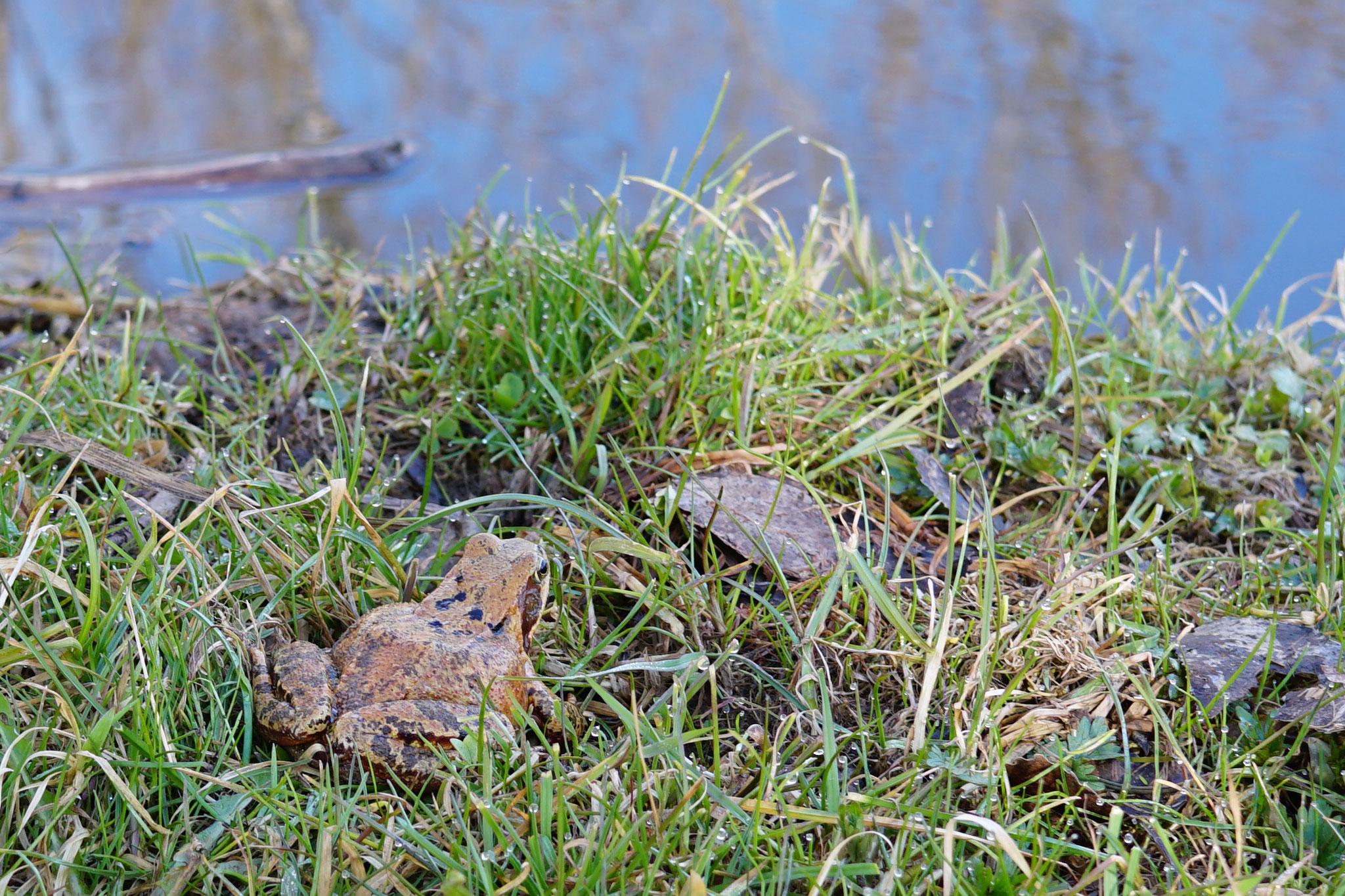 Gleich geht's in Wasser für diesen Grasfrosch. Foto Sonja Dölfel