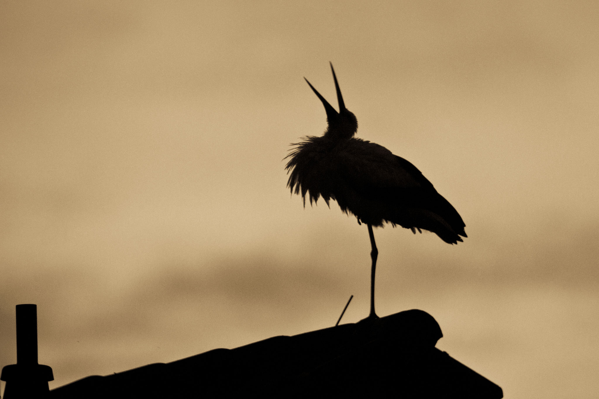 In der fränkischen Kulturlandschaft ist der Weißstorch nicht wegzudenken. Foto Rosl Rössner LBV-Bildarchiv