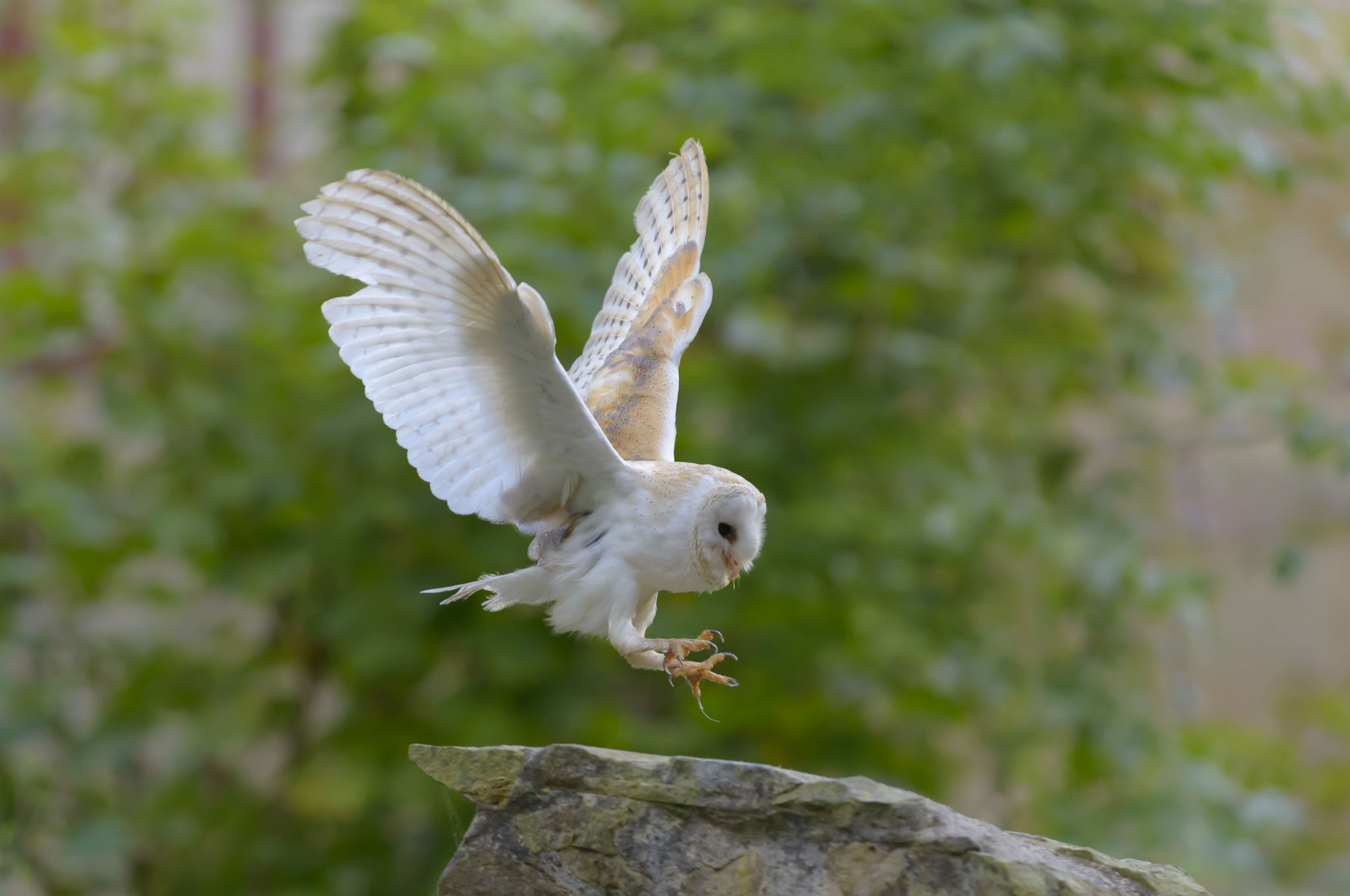 Schleiereulen sind lautlose Jäger in unseren Wäldern und Fluren. Foto Christoph Bosch LBV-Bildarchiv