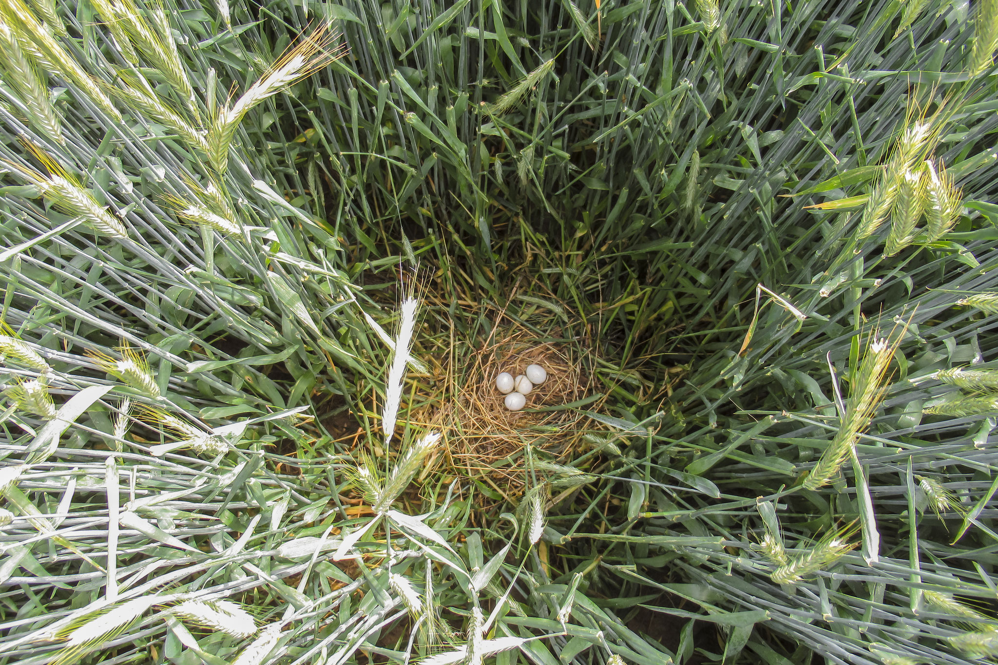 Ganz versteckt soll es auch bleiben. Die Wiesenweihe braucht unseren Schutz. Foto Ralph Sturm LBV-Bildarchiv