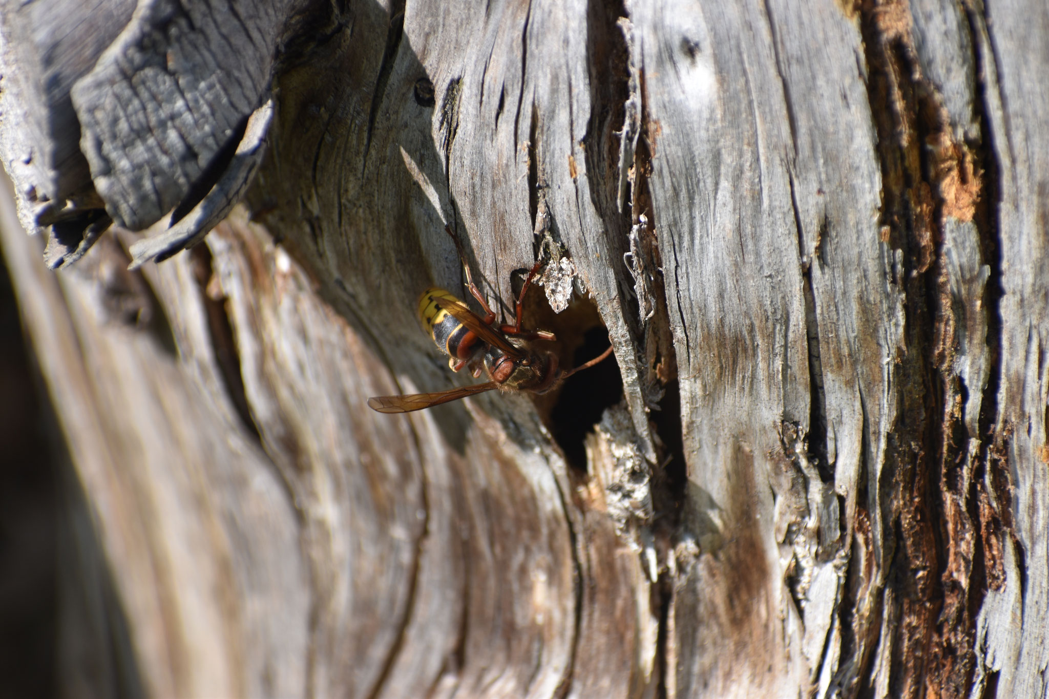 Viele Insekten brüten im morschen Holz (Bild: Heidi Seiß)