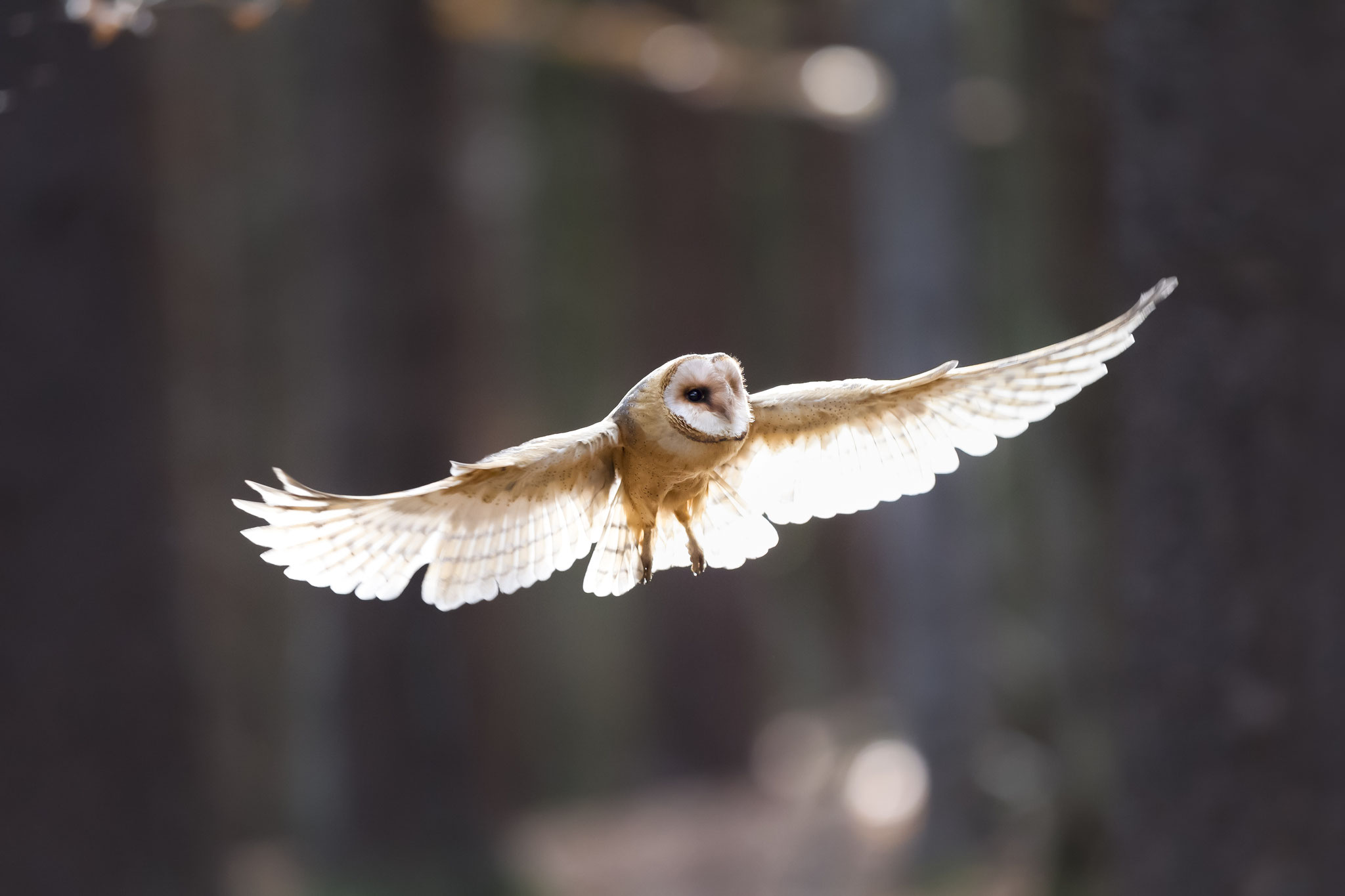 Ohne Feldmäuse haben es die schönen Flieger sehr schwer. Foto Marcus Bosch LBV-Bildarchiv