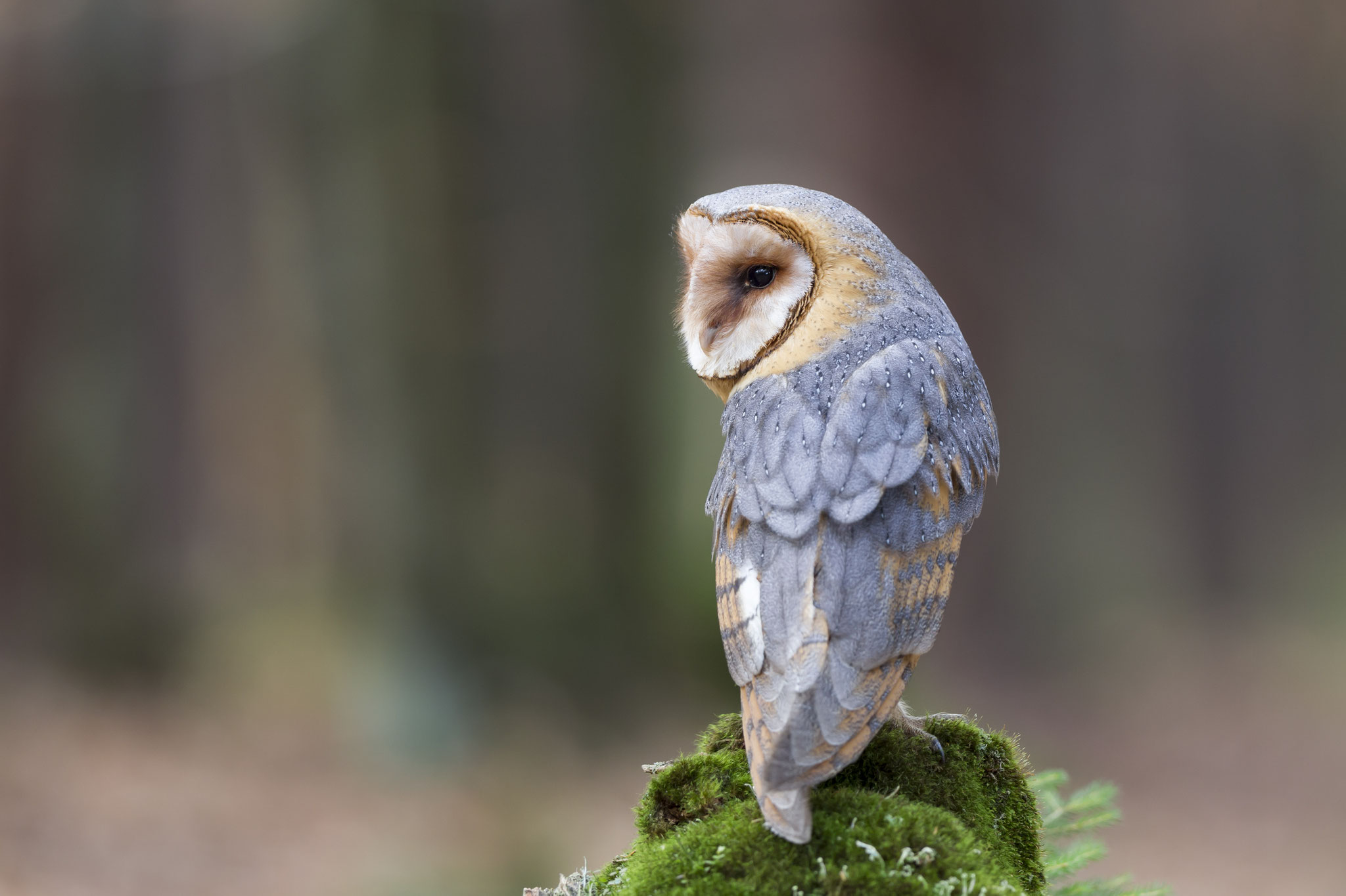 Dank der Schutzmaßnahmen konnte sich der Bestand stabilisieren. Foto Marcus Bosch LBV-Bildarchiv
