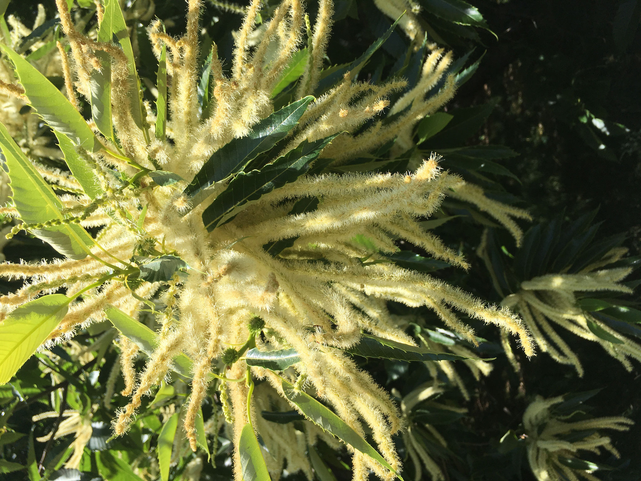 Fleurs de Châtaignier