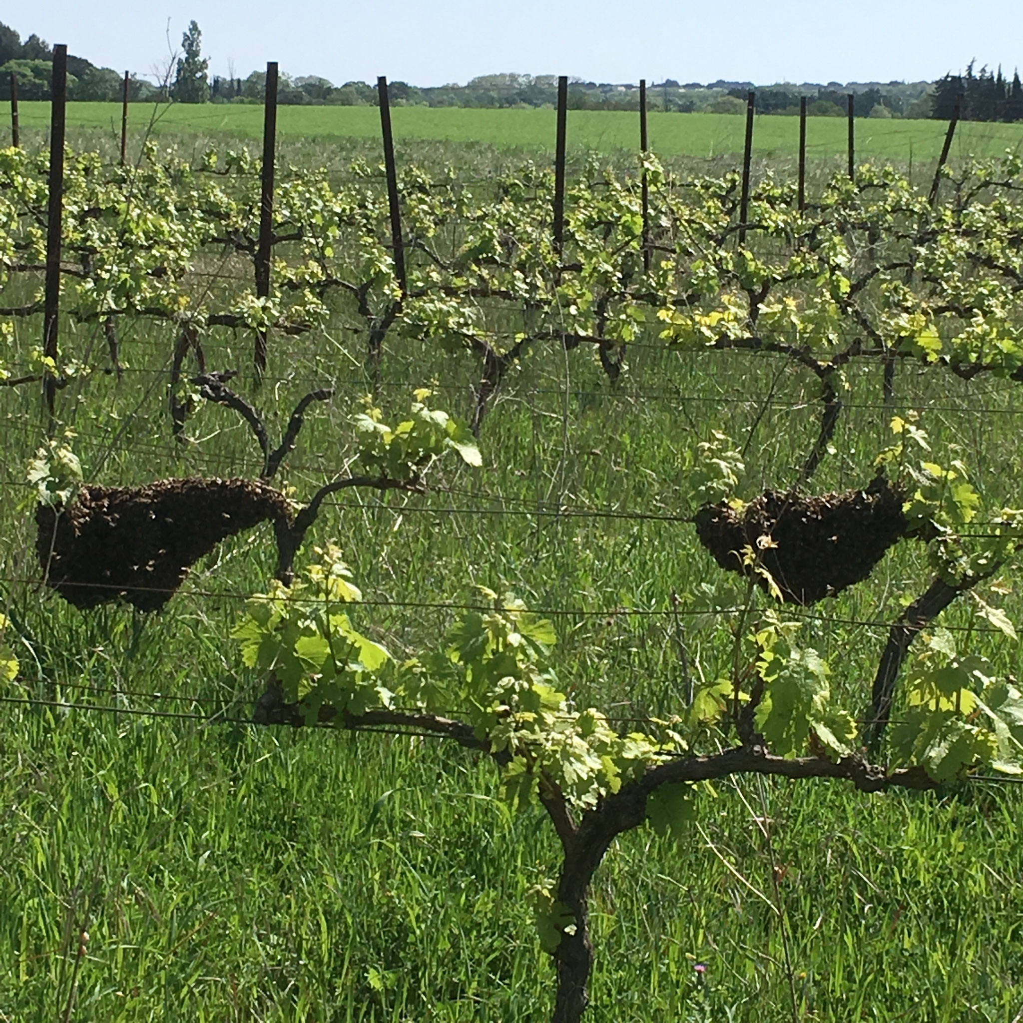 Essaim sur vigne