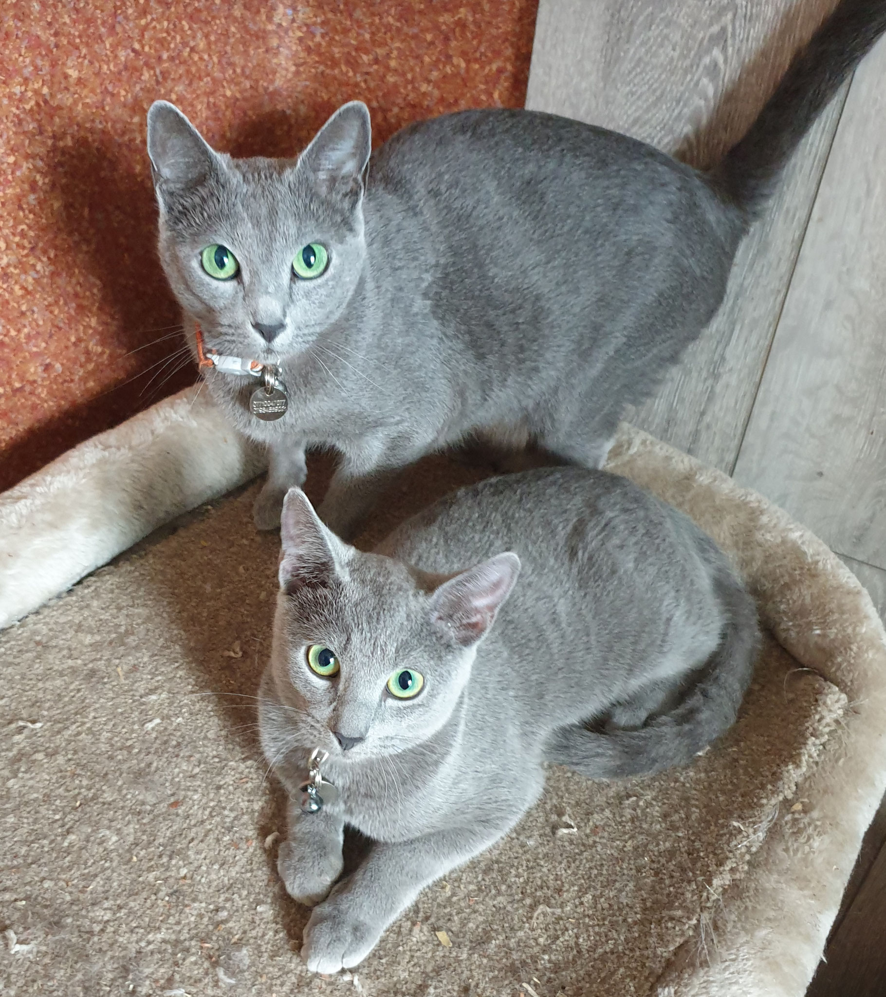 Russian blue cats for rehoming sales