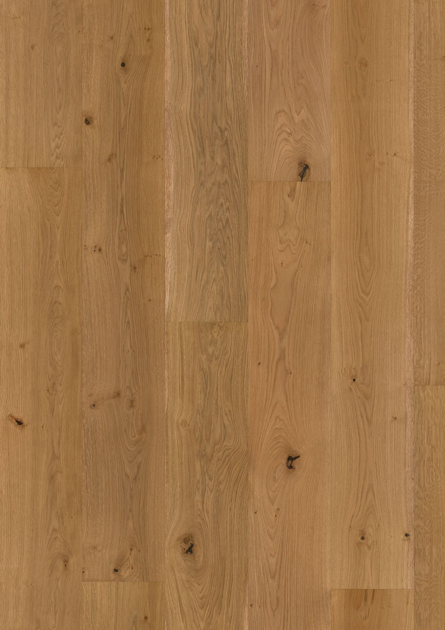 Oak No. 15 - Kensington