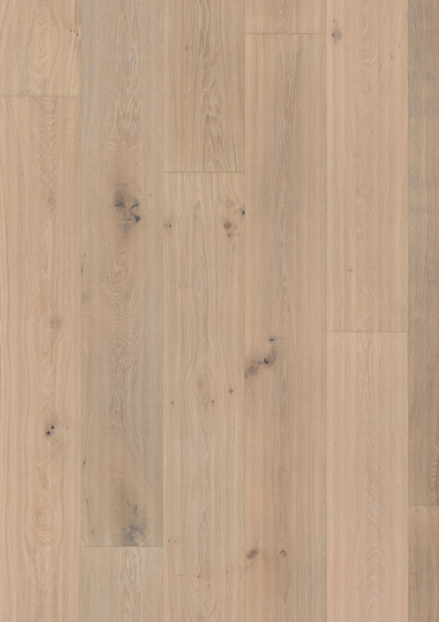 Oak No. 18 - Balmoral