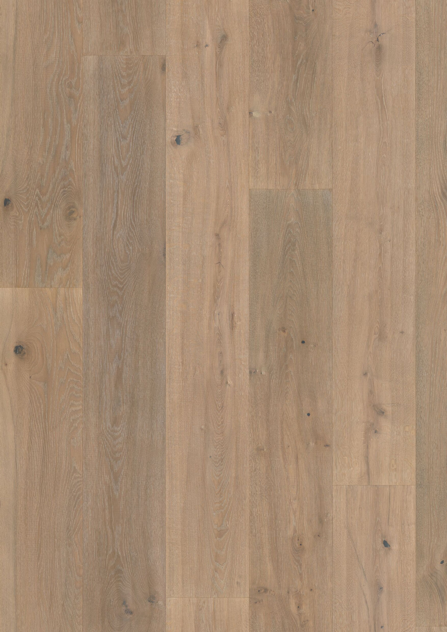 Oak No. 20 - Howard