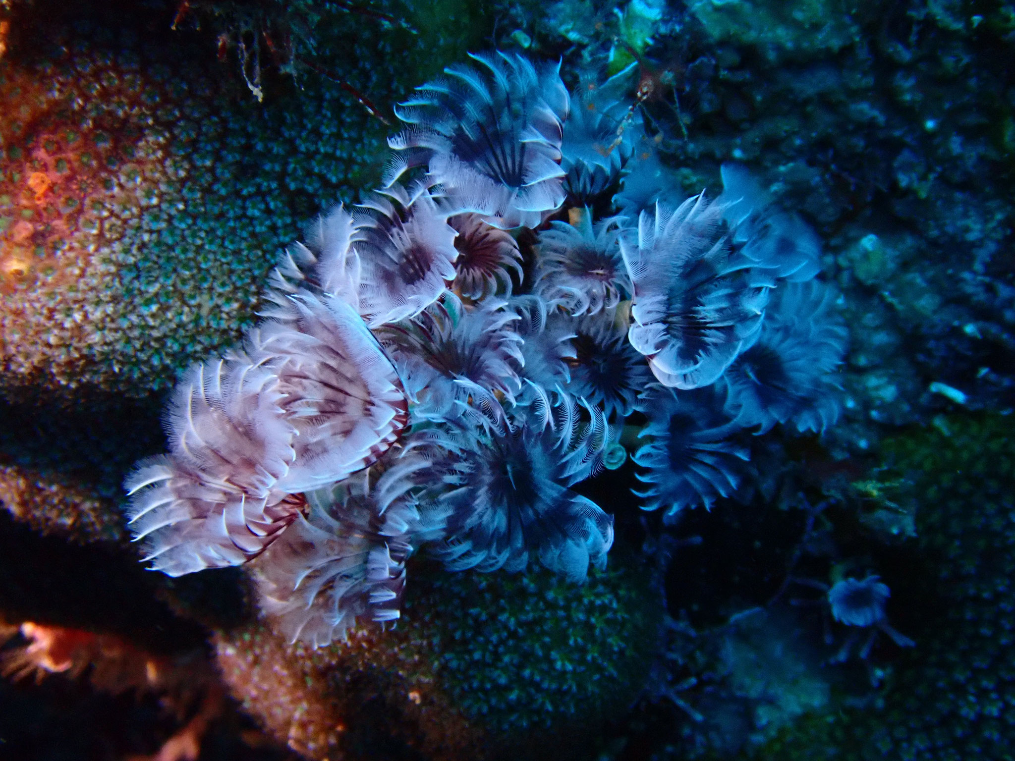 Sabelle sociale Bispira brunnea