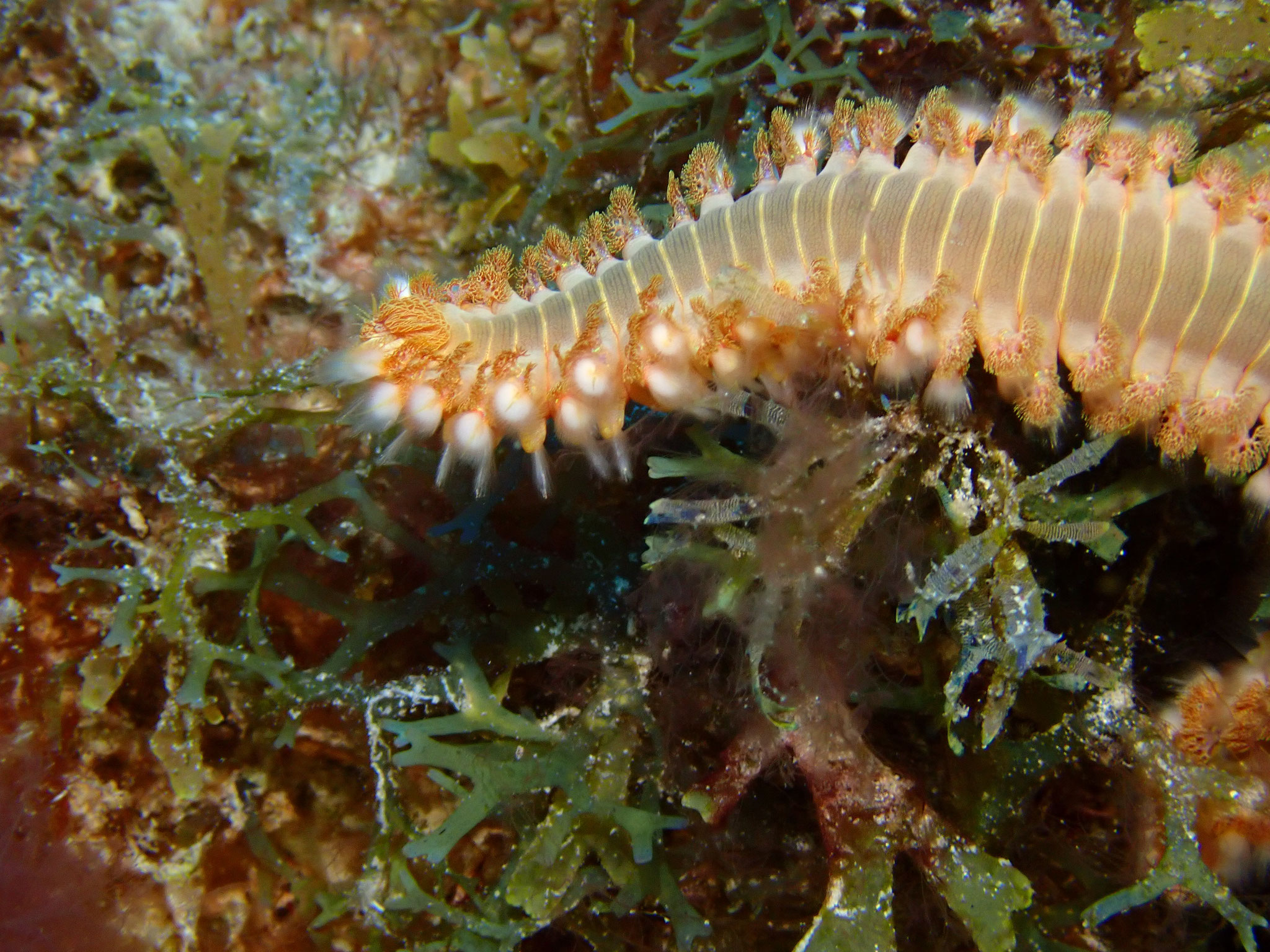 Ver de feu Hermodice carunculata