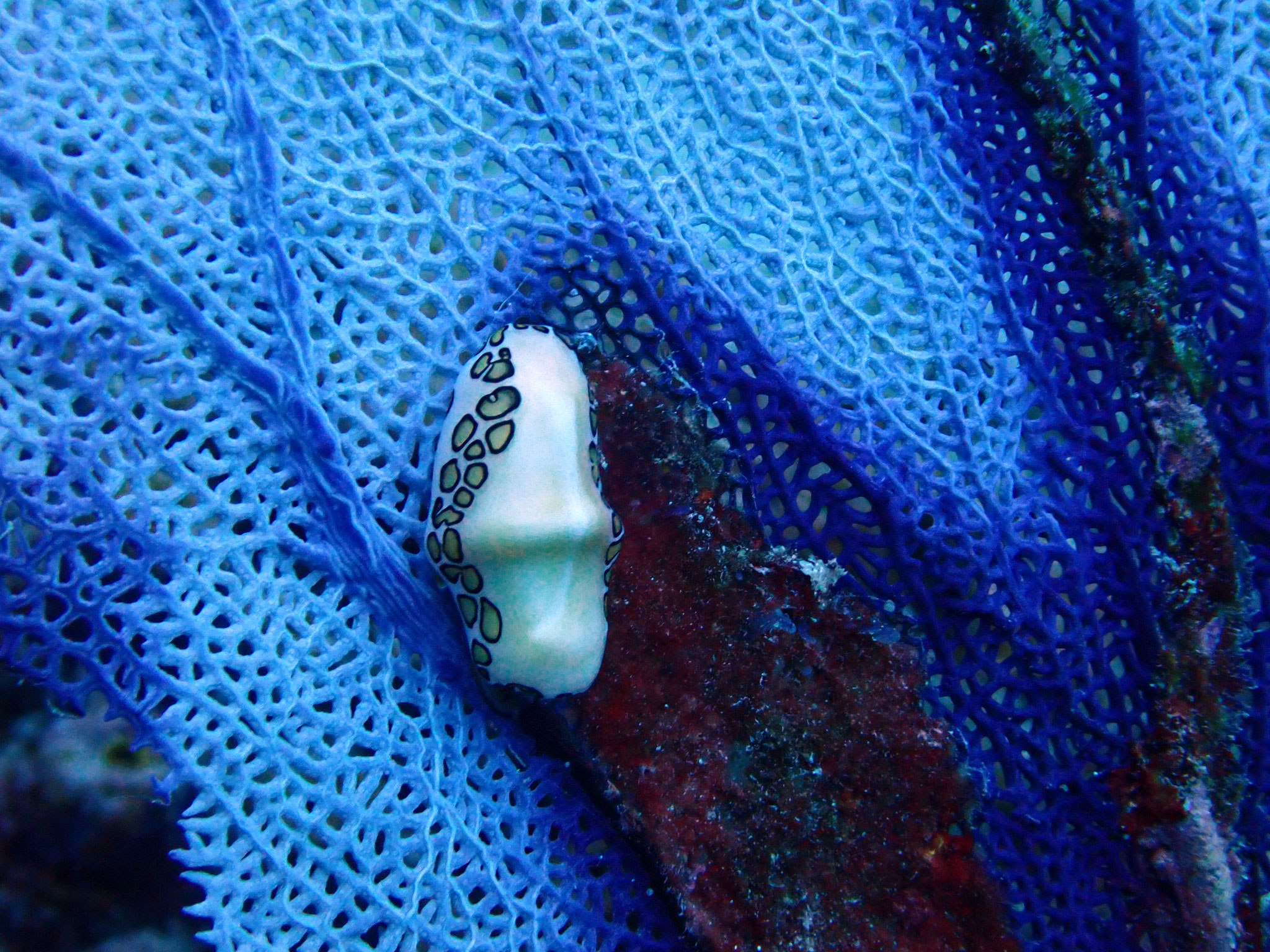 Monnaie Caraïbe à ocelles Cyphoma gibbosum