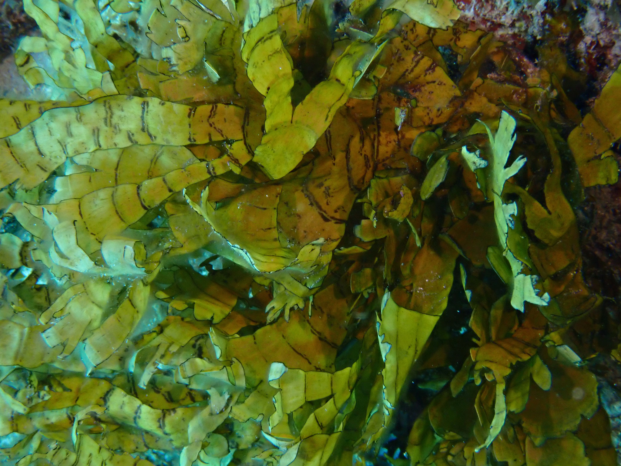 Stypopodium multipartitum