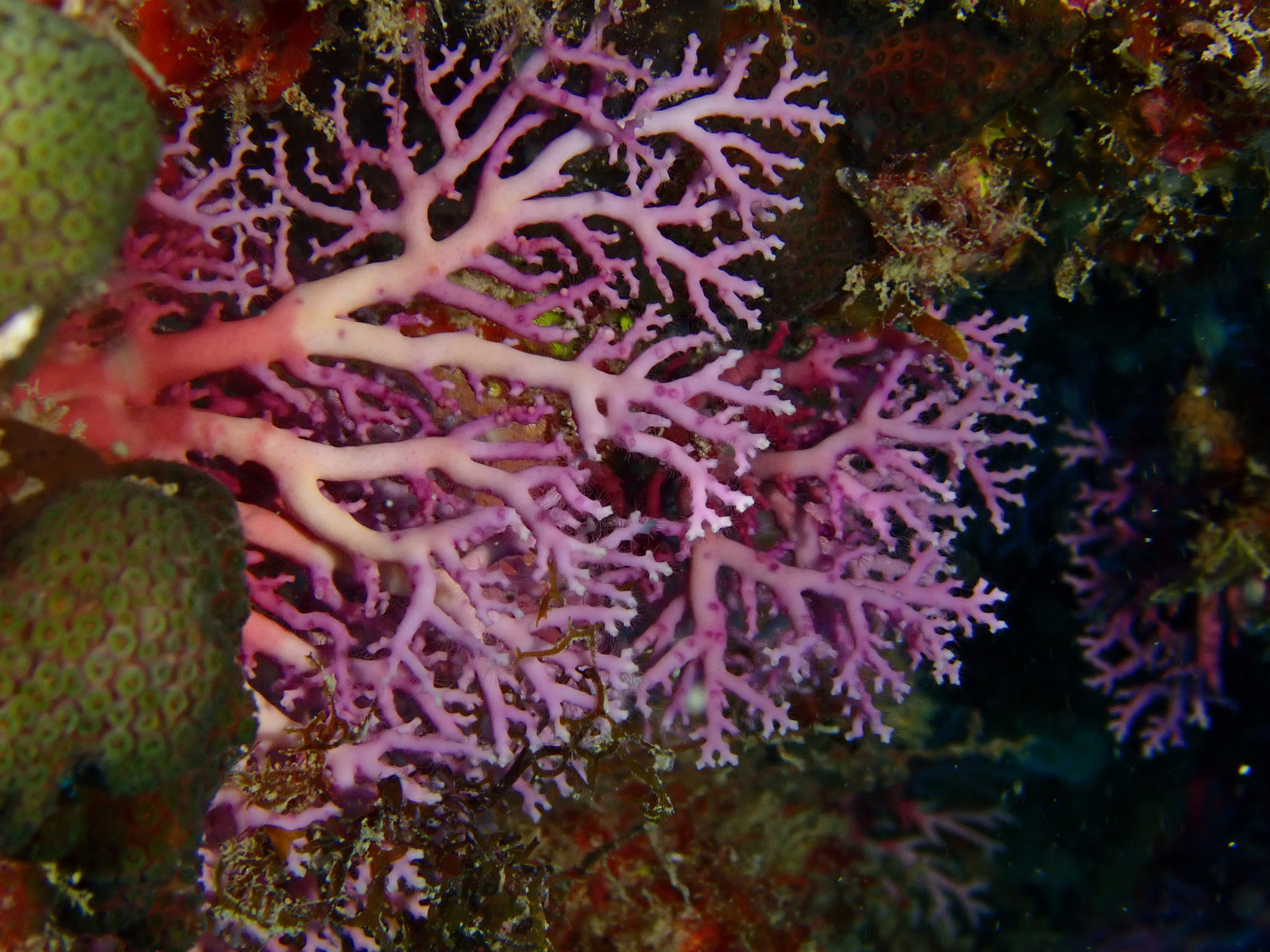 Corail dentelle rose Stylaster roseus
