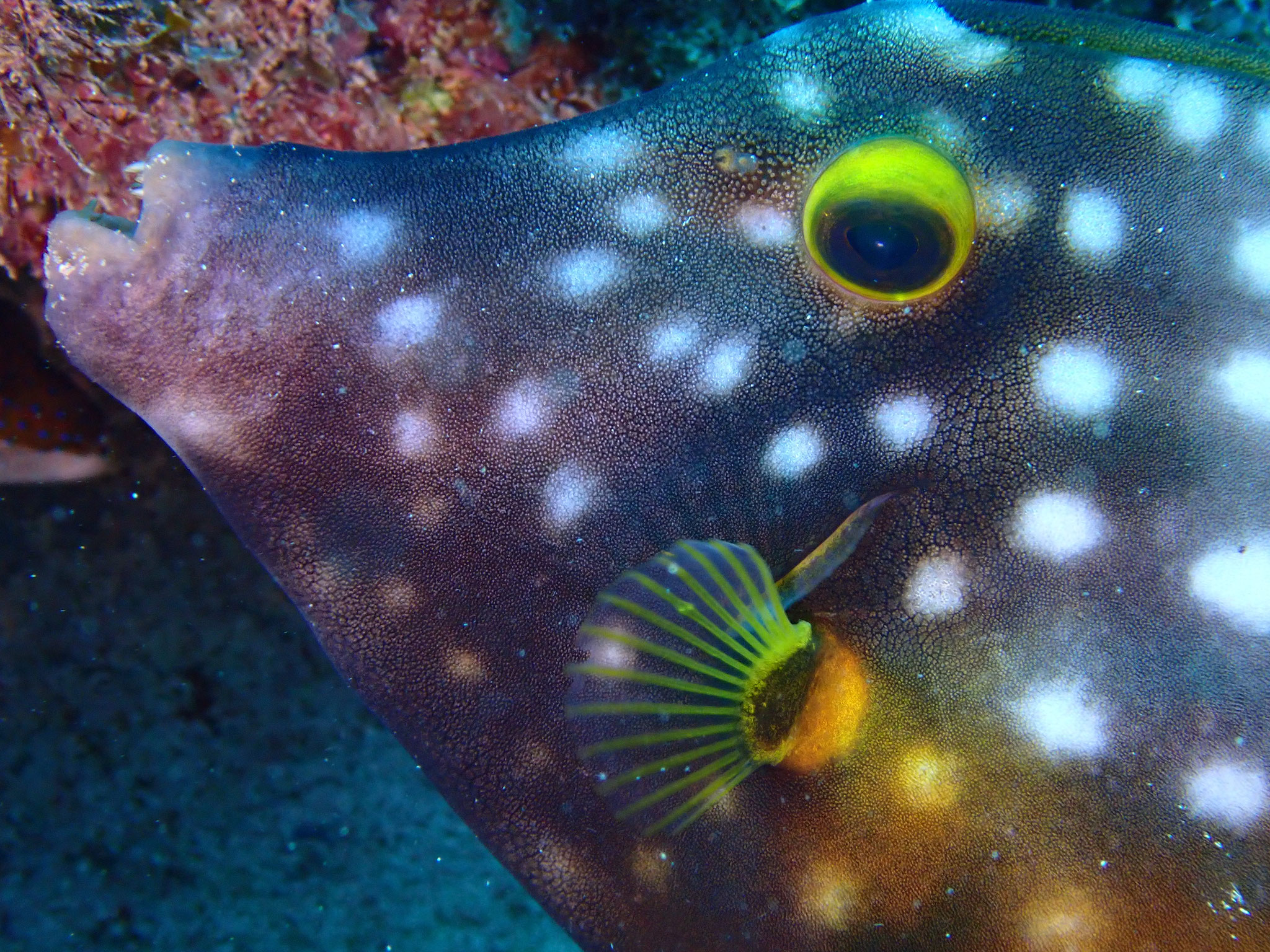 Bourse cabri Cantherhines macrocerus