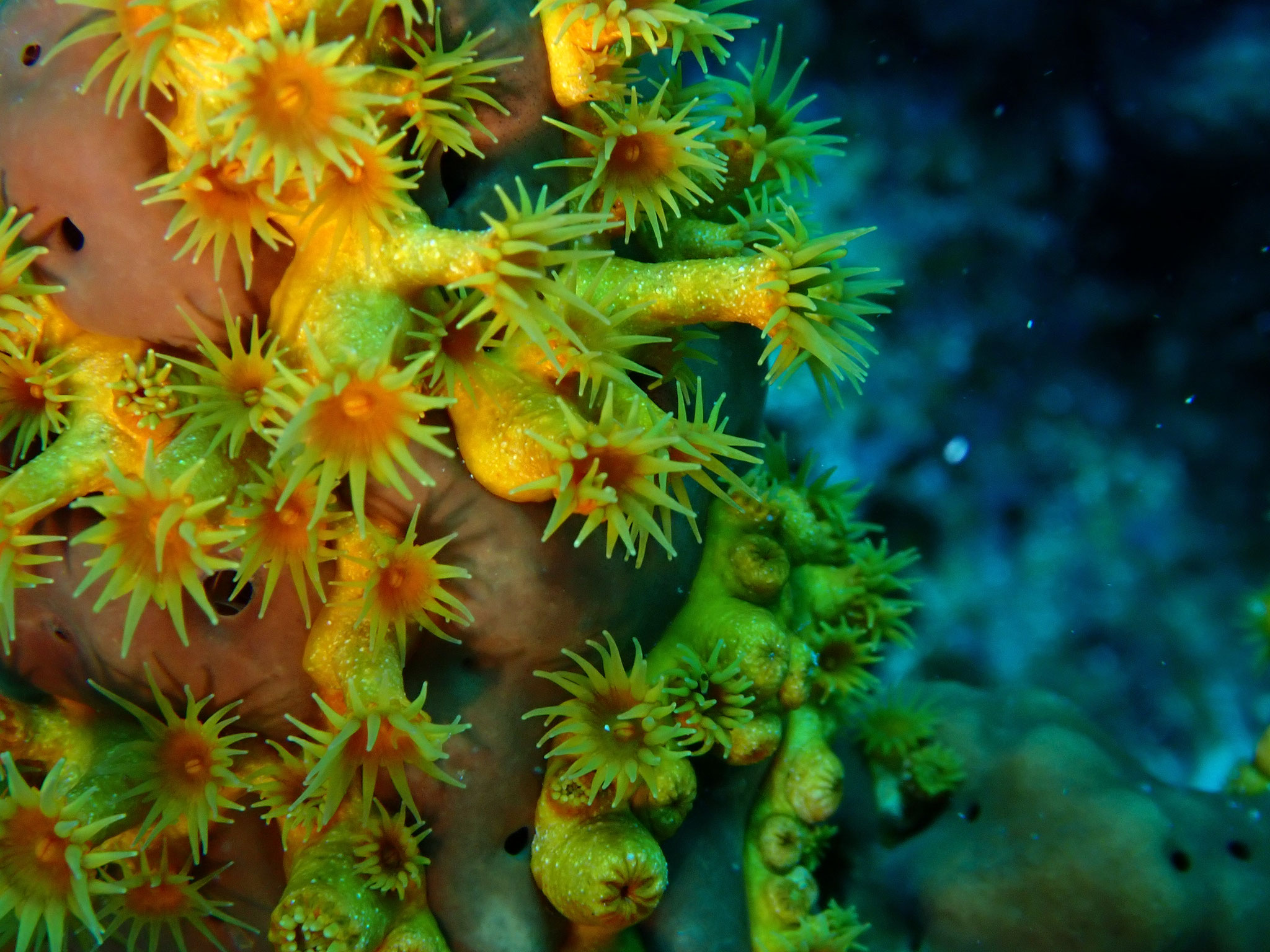 Anémone encroûtante jaune Parazoanthus axinellae