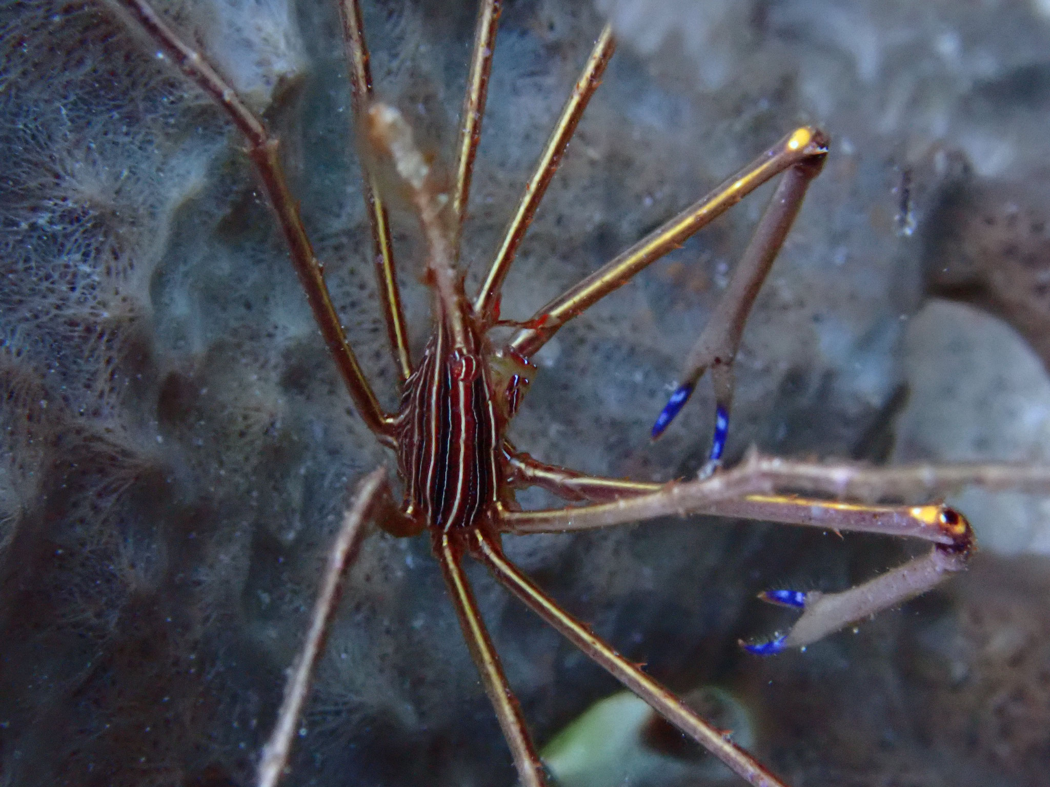 Araignée nez pointu Stenorhynchus seticormis