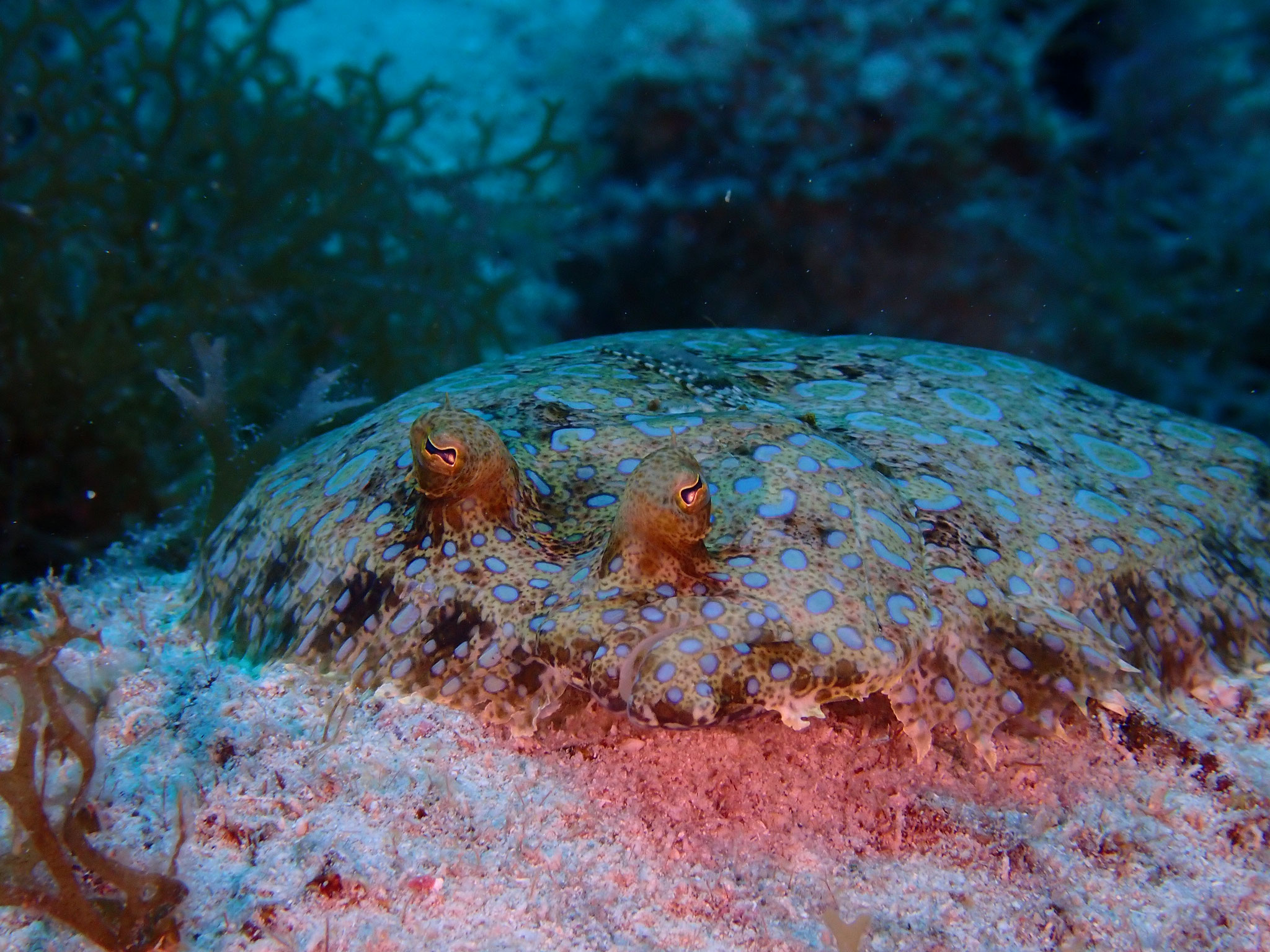 Carrelet-paon Bothus lunatus