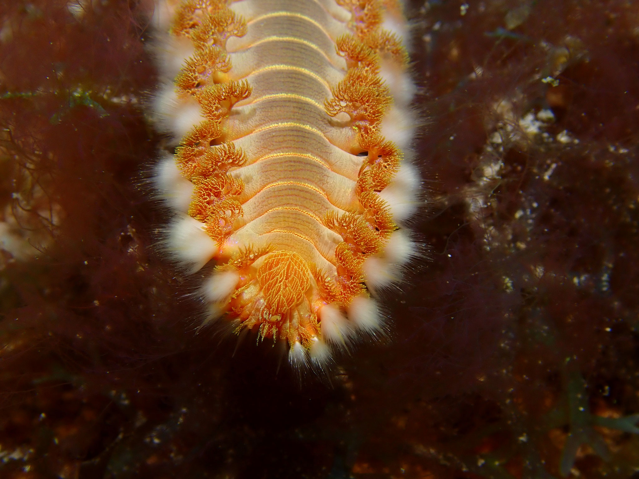 Ver de feu Hermodice carunculata