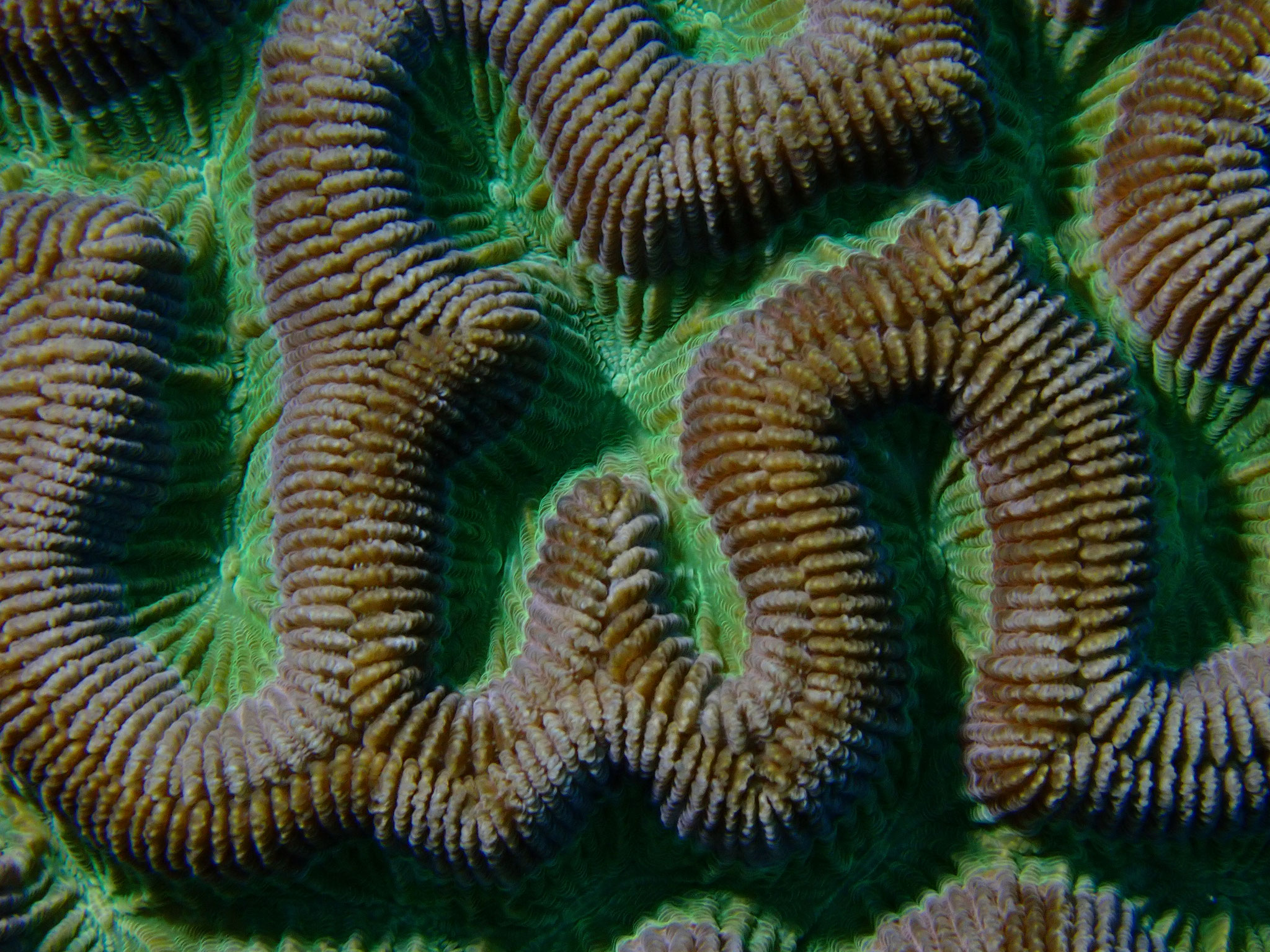 Corail cerveau sp.
