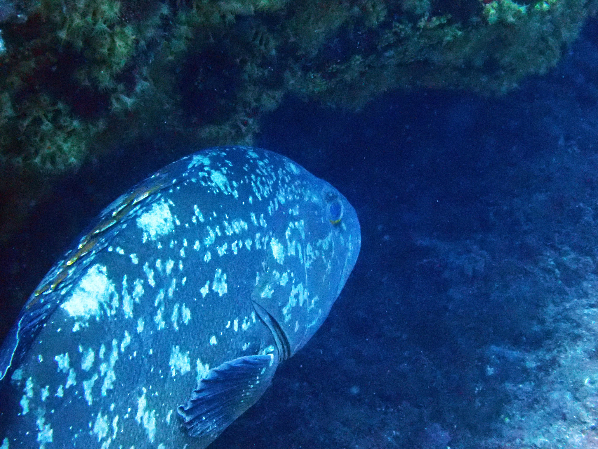 Mérou brun - Epinephelus marginatus