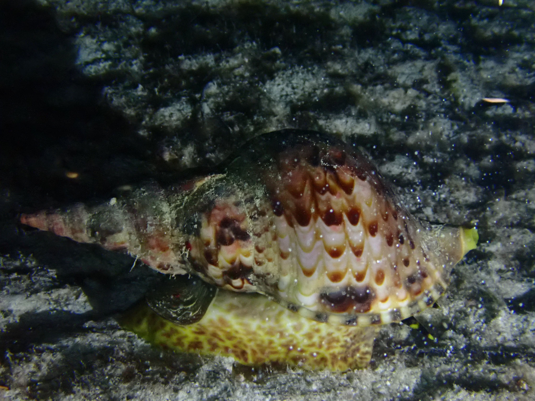 Triton géant Charonia tritonis