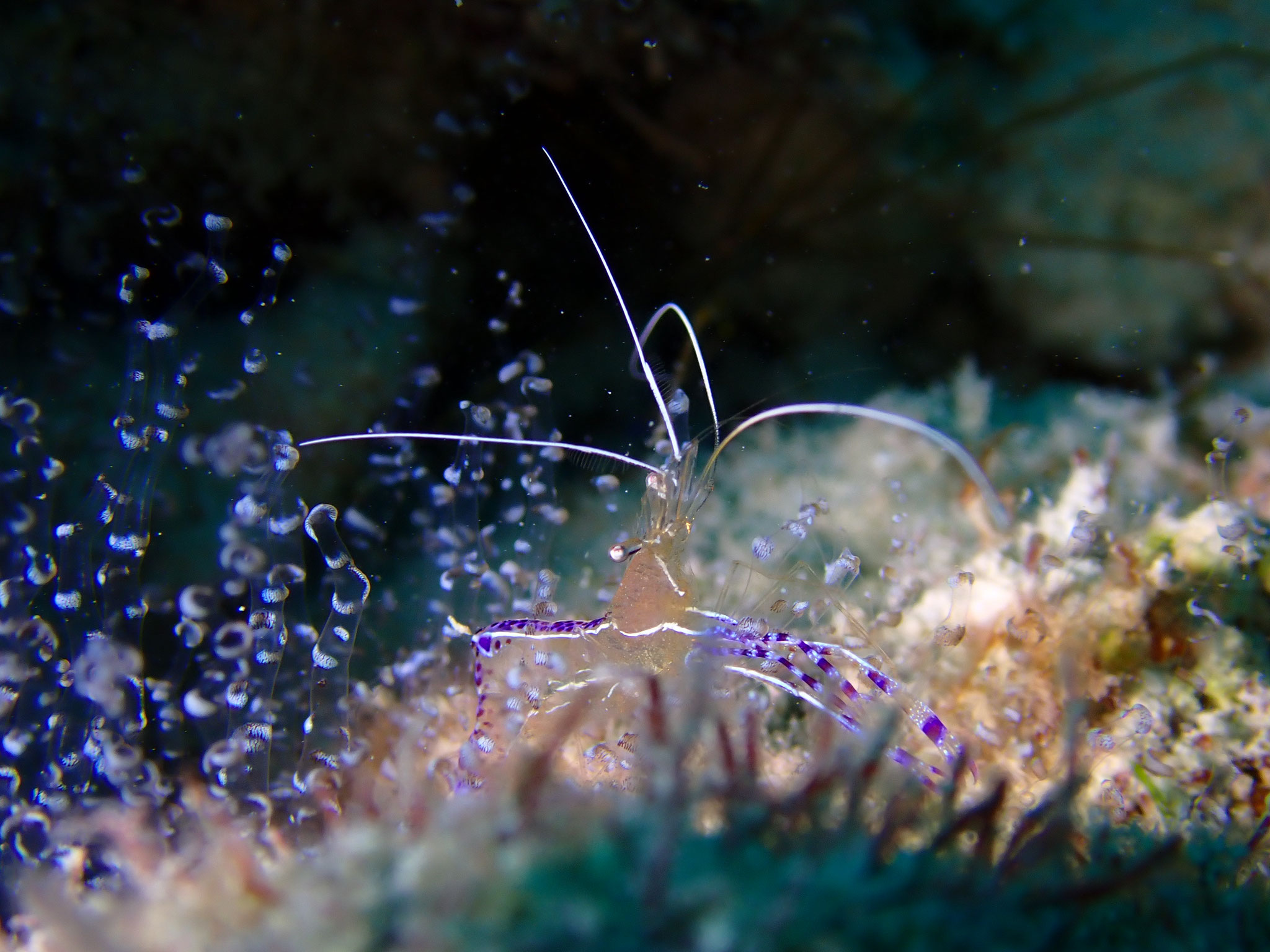 Crevette nettoyeuse de Pederson Ancylomenes pedersoni