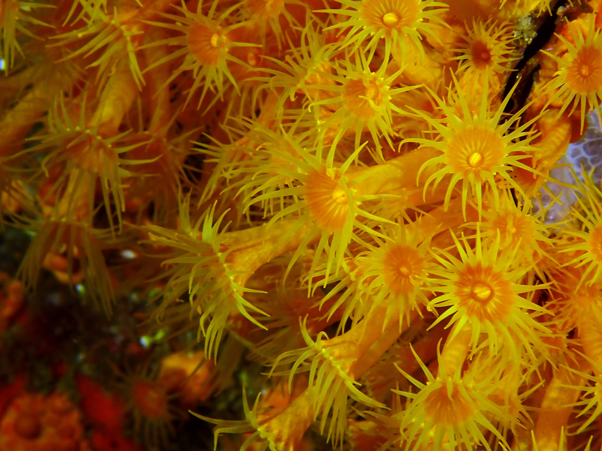 Anémone encroûtante jaune - Parazoanthus  axinellae